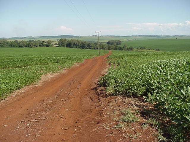 Soybean production along country road in Parana