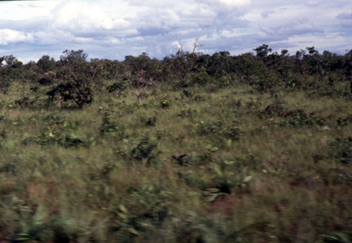 Typical cerrado vegetation in Mato Grosso