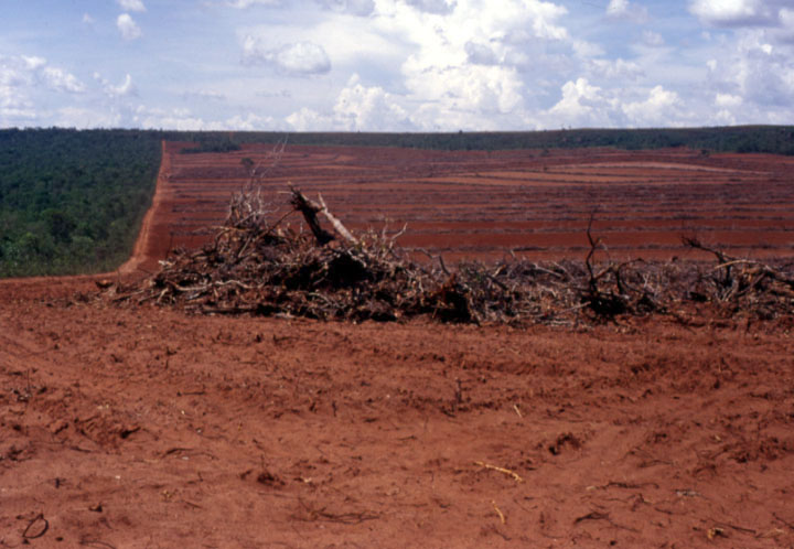 Clearing land in Mato Grosso for soybean planting