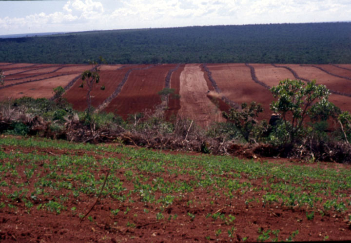 Two hundred and fifty hectares of new soybean production in Mato Grosso
