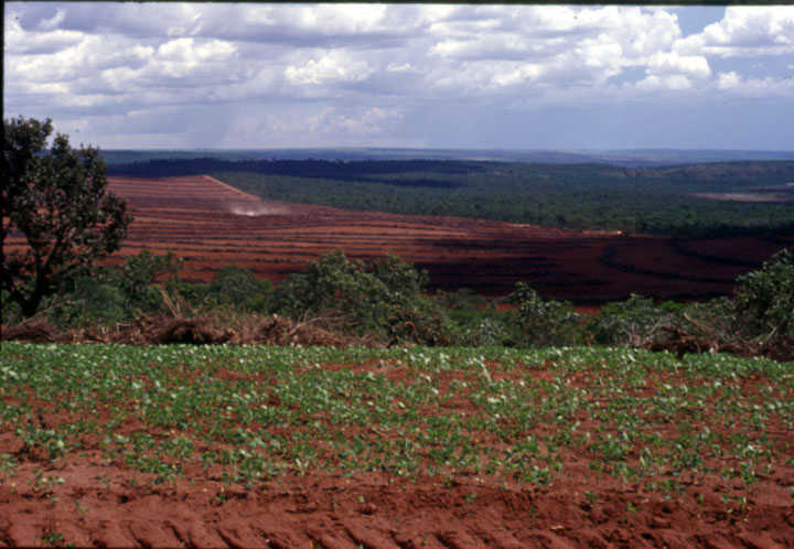 New soybean production in Mato Grosso