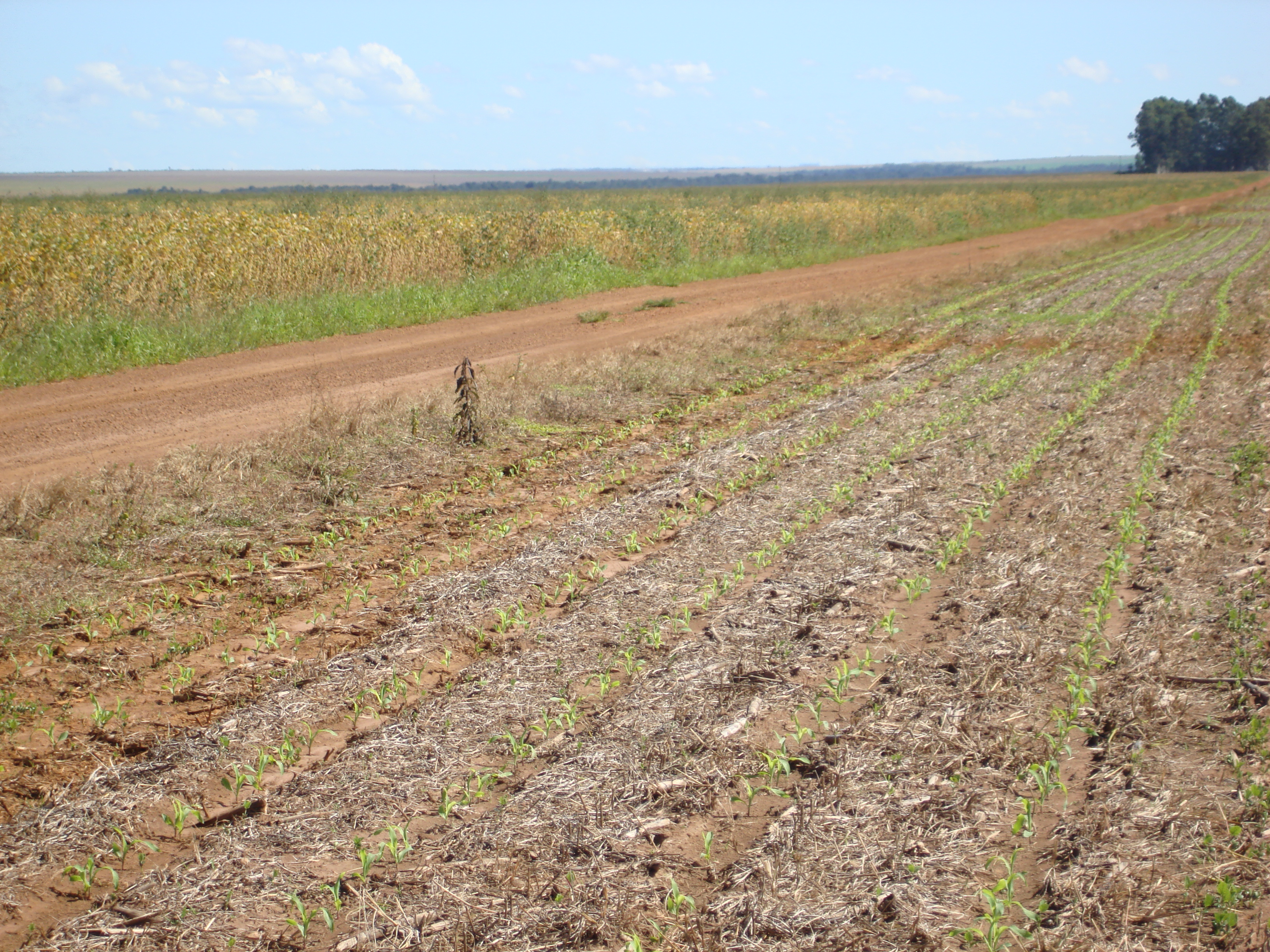 Soybean and double crop (safrinha) corn production near Primavera do Leste, Mato Grosso