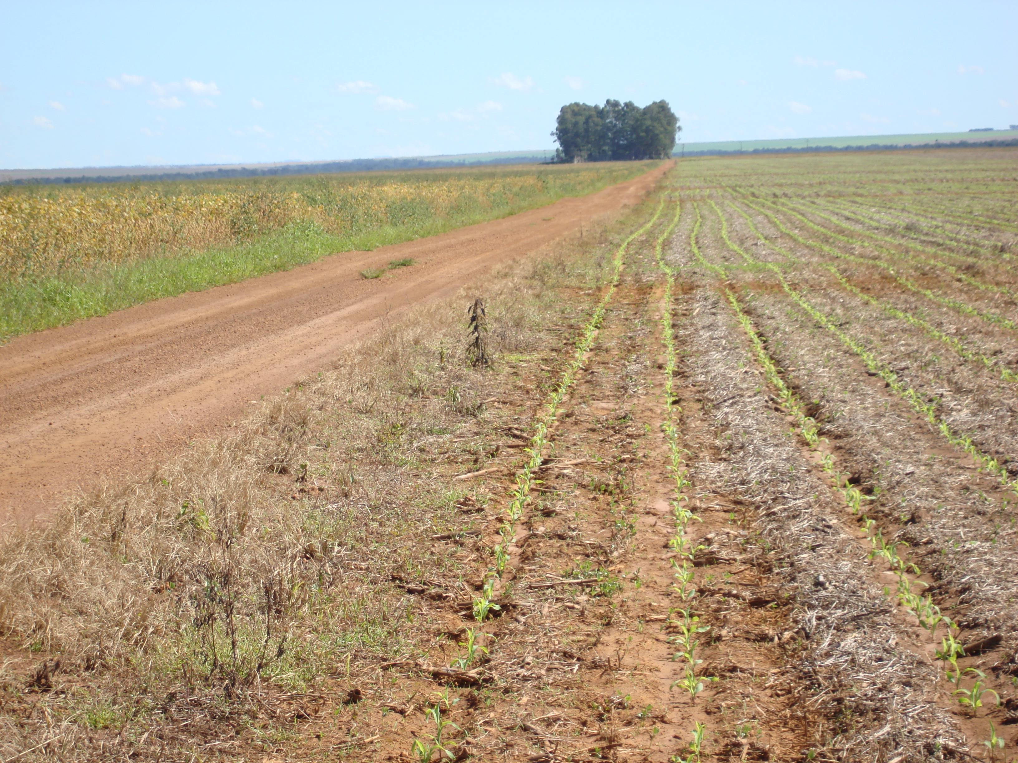 Double crop (safrinha) corn production near Primavera do Leste, Mato Grosso