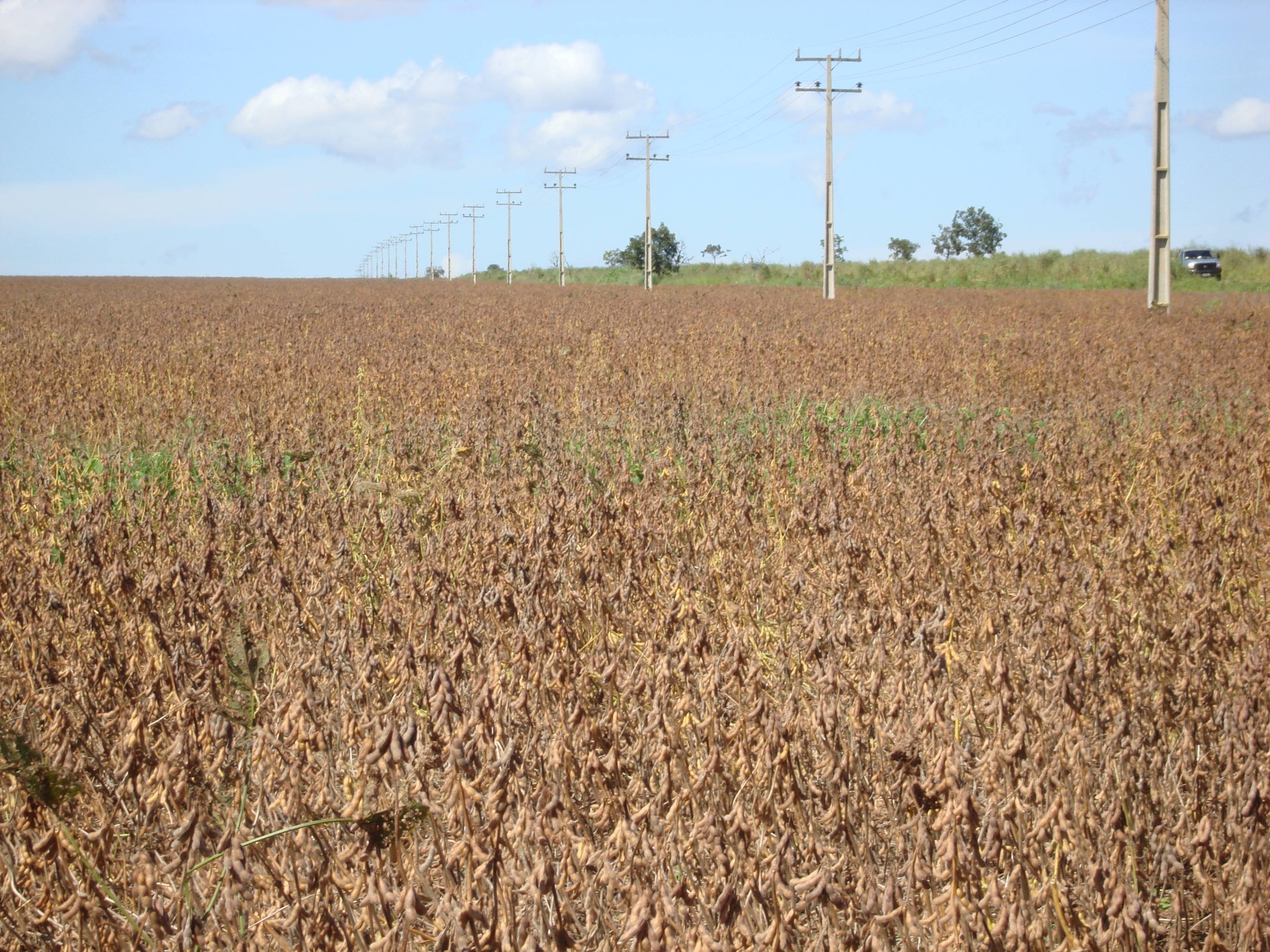 Soybean production near Primavera do Leste, Mato Grosso