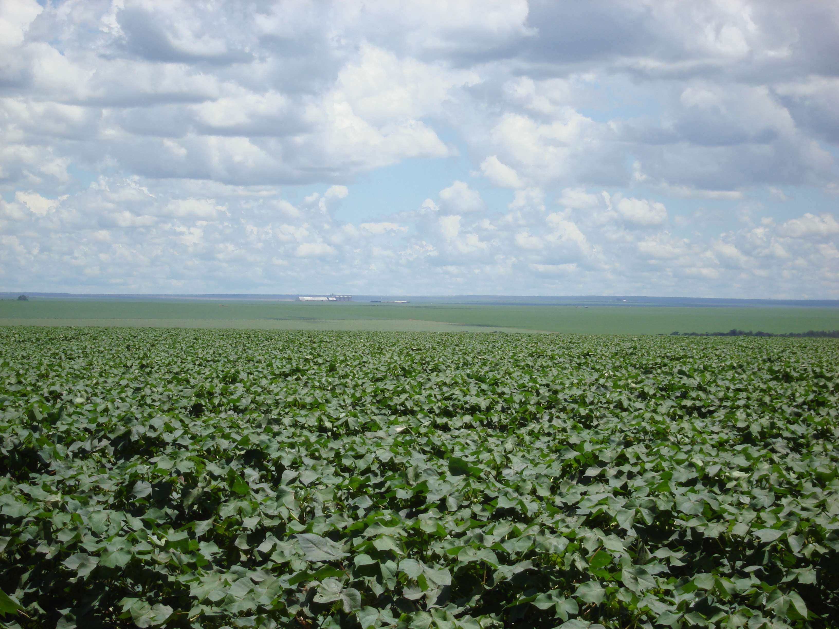 Cotton production near Campo Verde, Mato Grosso