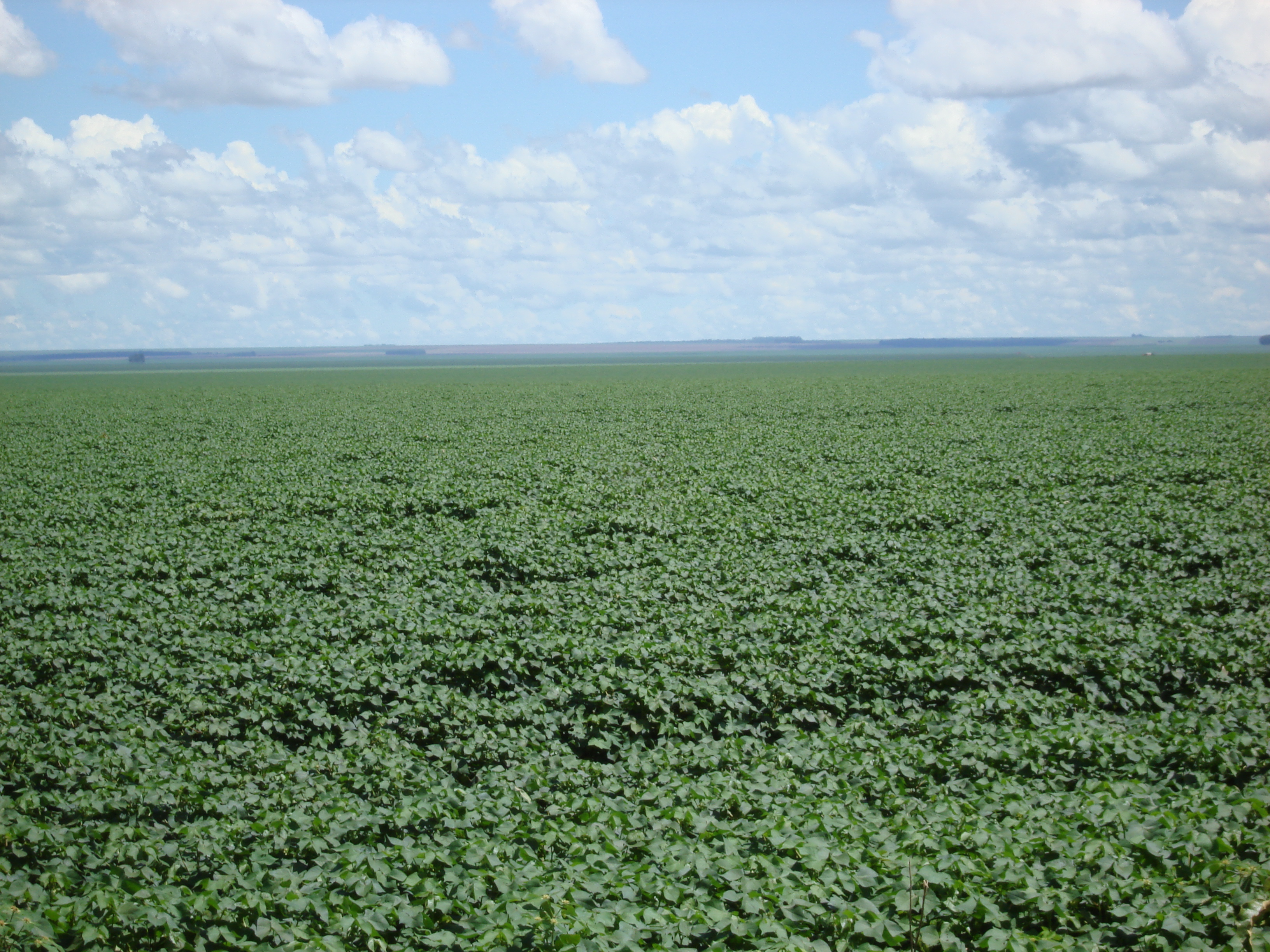Cotton production near Campo Verde, Mato Grosso
