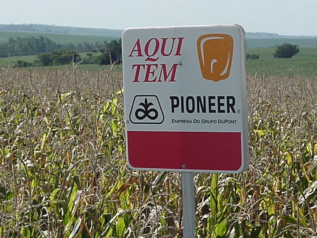 Full season corn production near Maringa, Parana