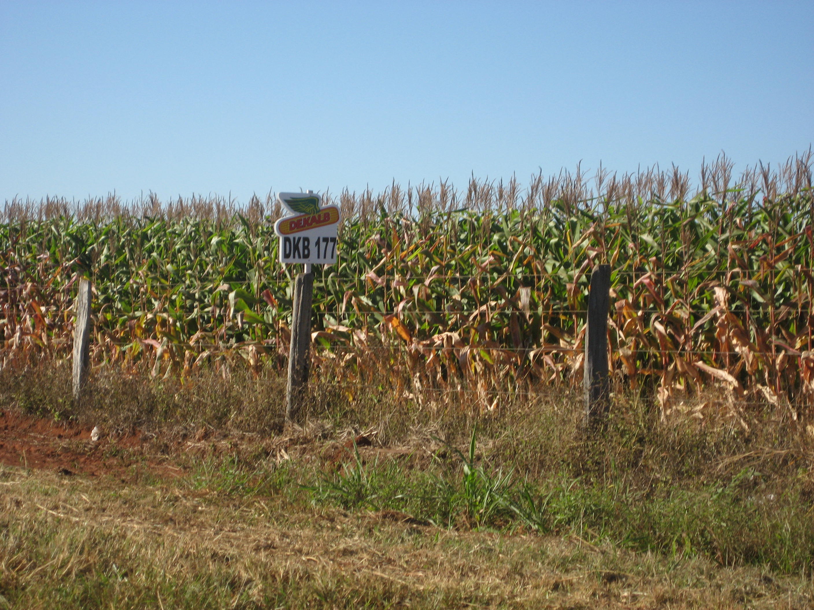 Double crop (safrinha) corn production near Sao Vicente, Mato Grosso