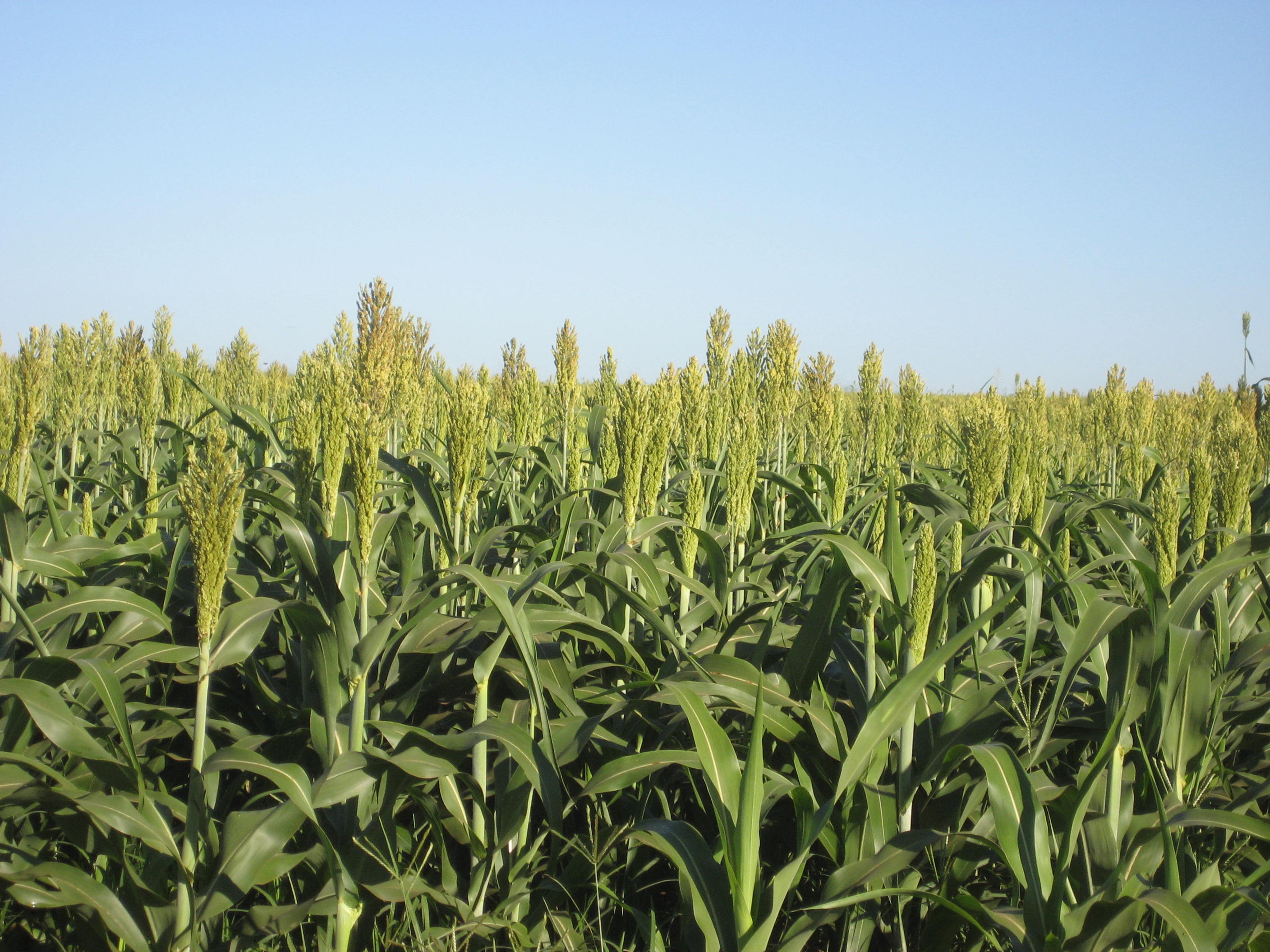 Double crop (safrinha) sorghum production near Sao Vicente, Mato Grosso