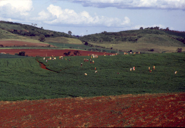 Soybean production in western Parana