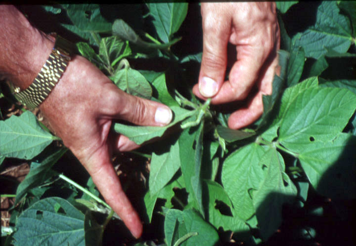Leaf hopper worms in Mato Grosso do Sul soybean field