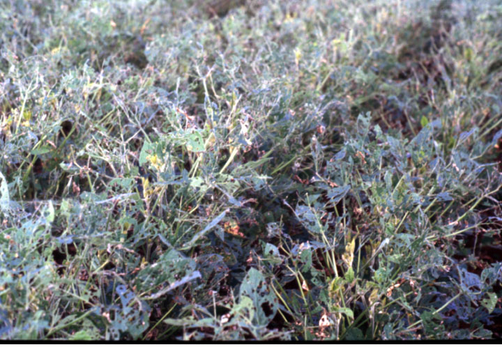 Damage caused by leaf hopper worms in Santa Catarina