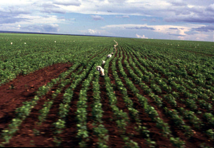 First year soybean production in Mato Grosso