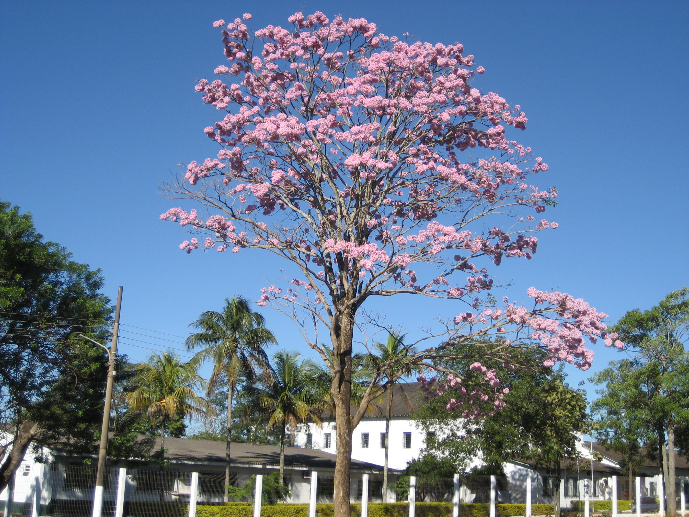 Flowering tree in Sao Vicente, Mato Grosso