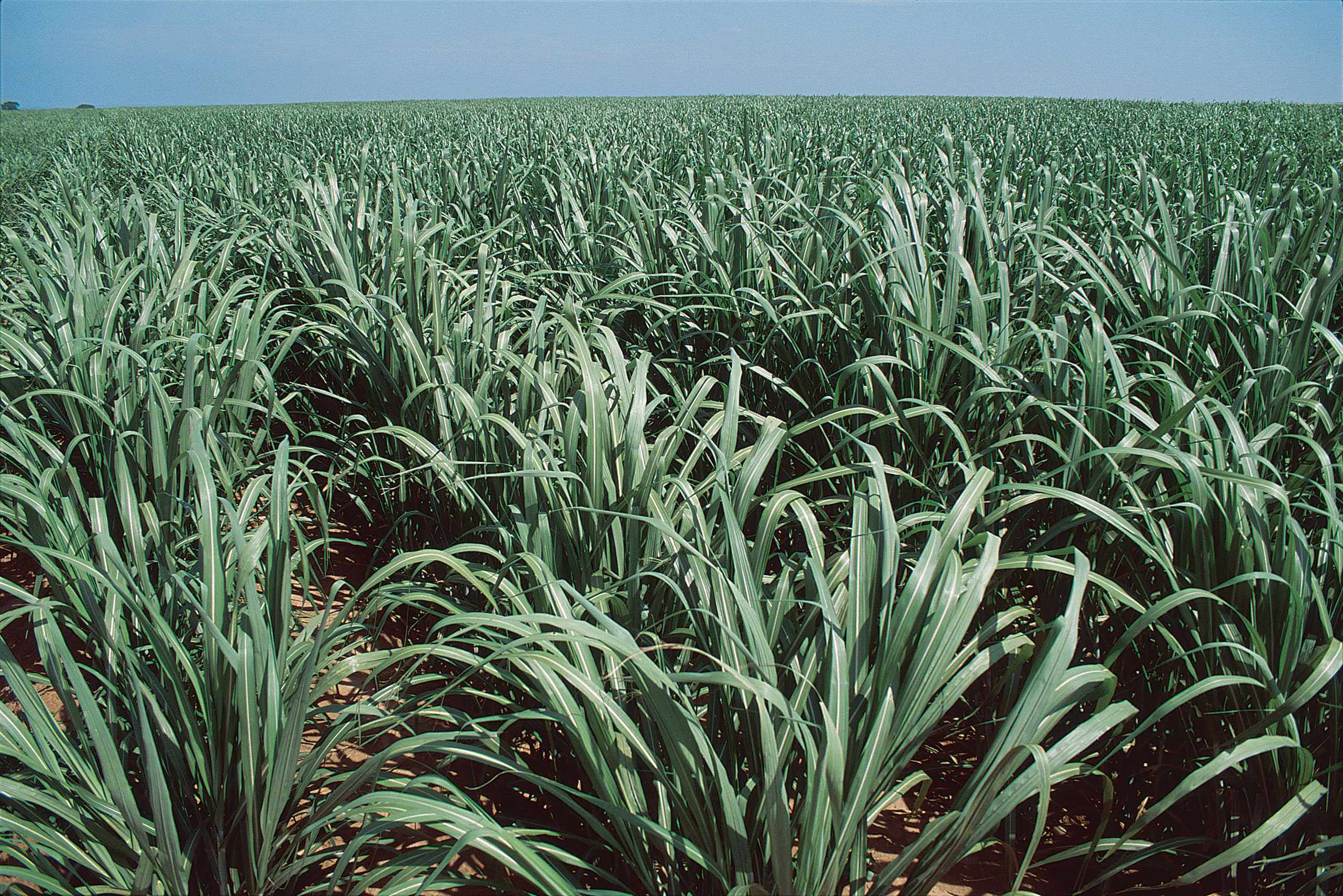 Sugarcane production in Brazil