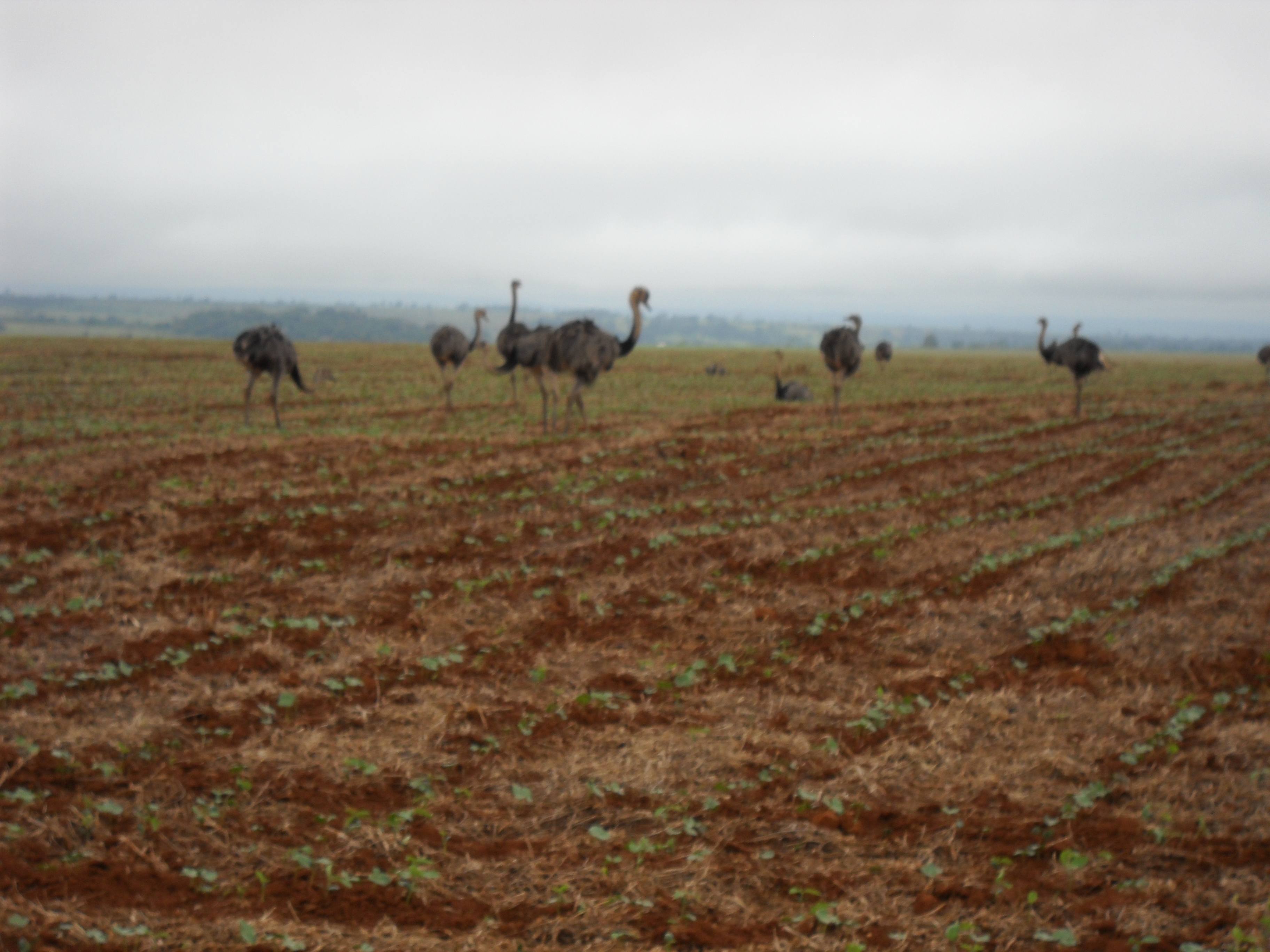 Emus in safrinha cotton near Campo Verde in eastern Mato Grosso