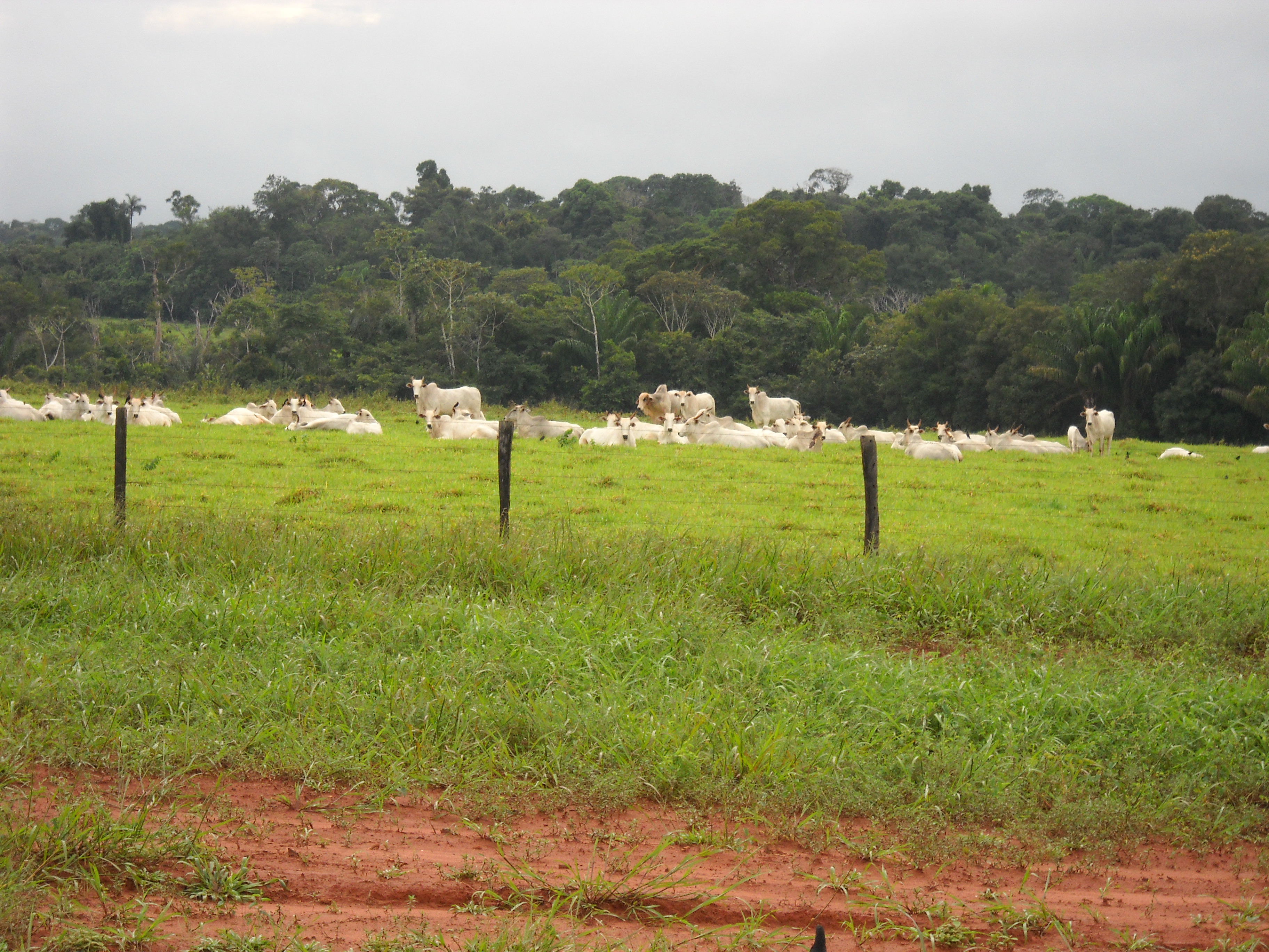 Cattle ranching near Nobres in south-central Mato Grosso
