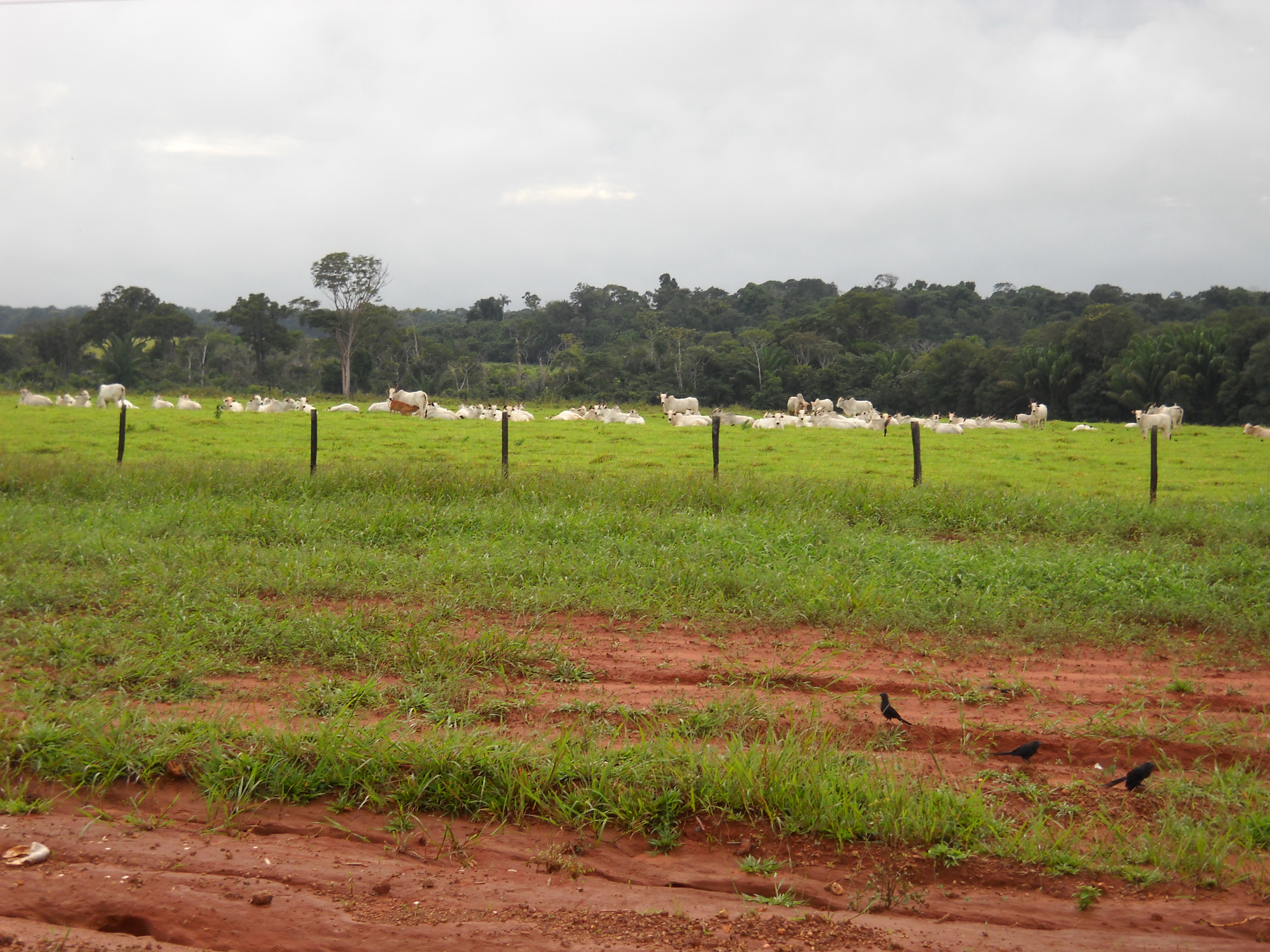 Cattle ranching near Nobres in south-central Mato Grosso