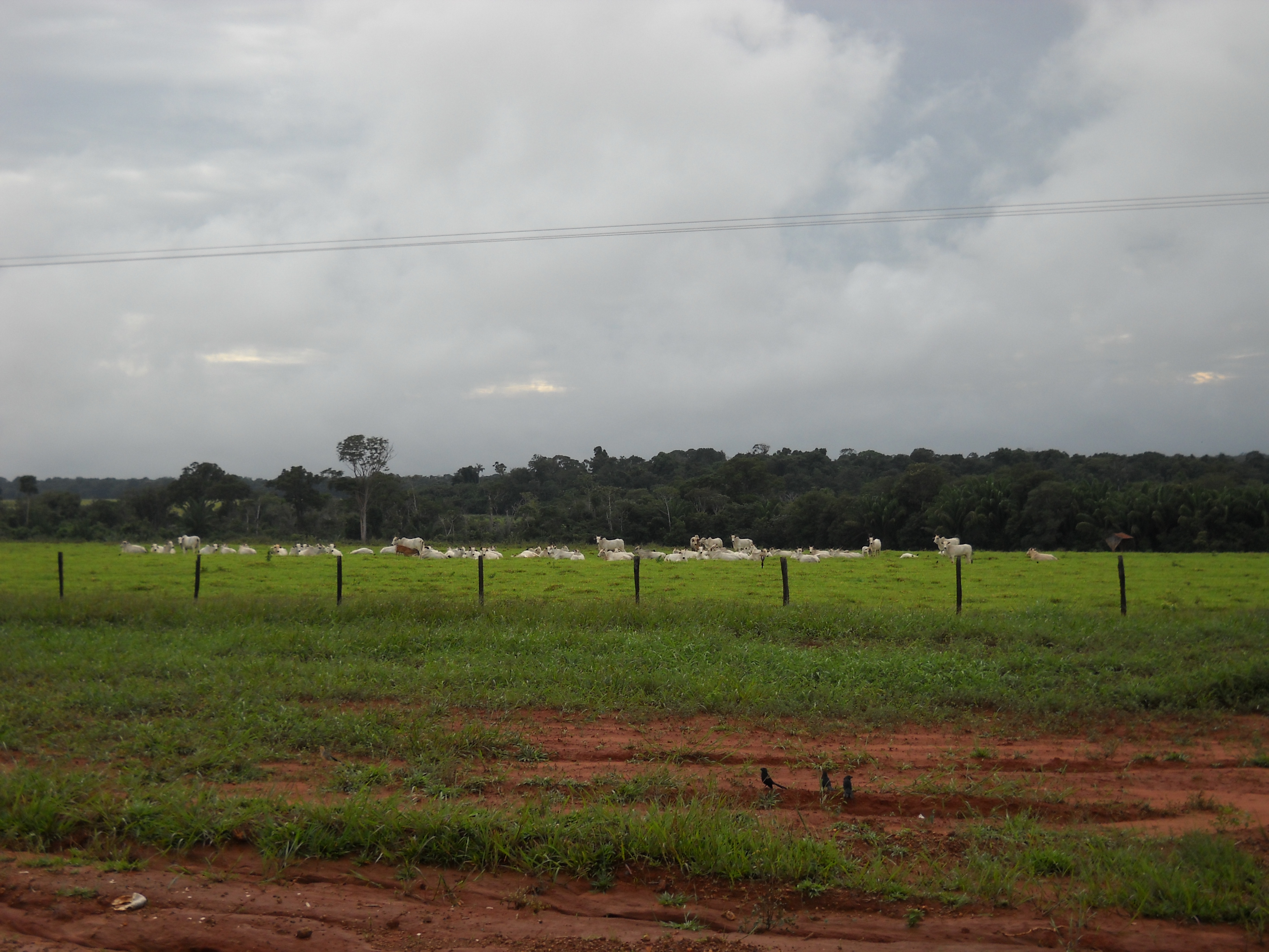 Cattle ranching near Nobres in south-central Mato Grosso