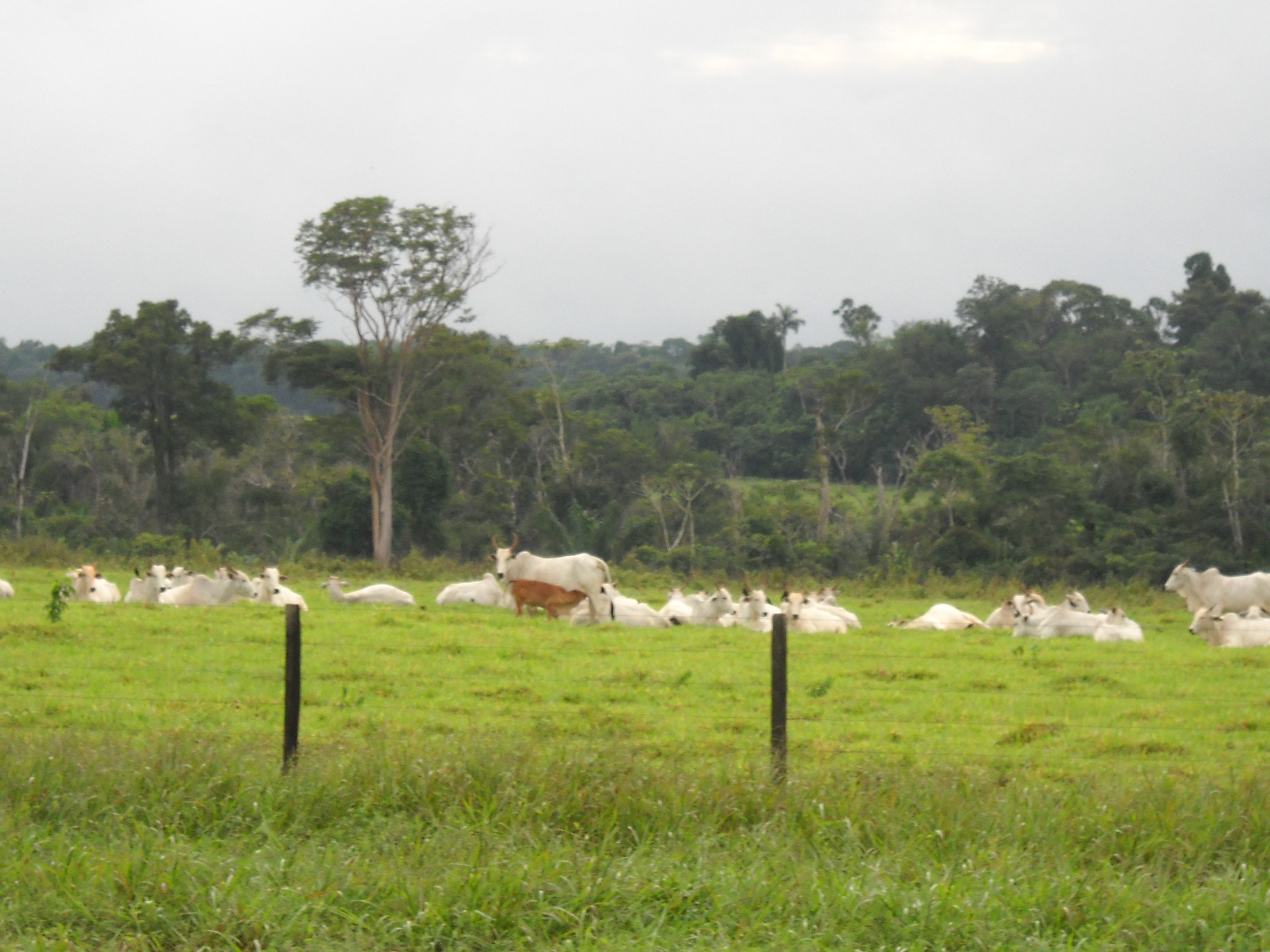 Cattle ranching near Nobres in south-central Mato Grosso