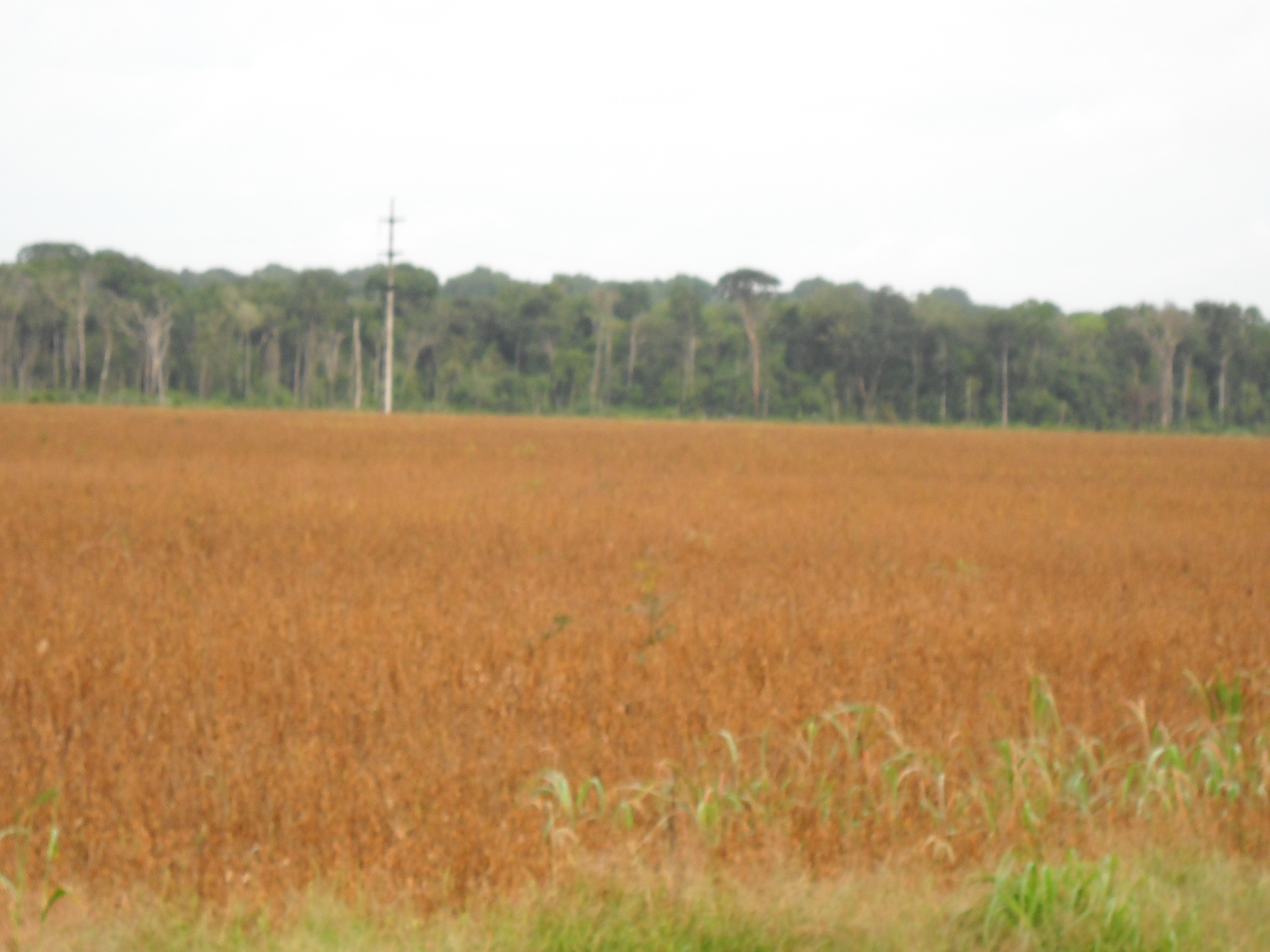 Soybeans and rain forest near Sinop in north-central Mato Grosso