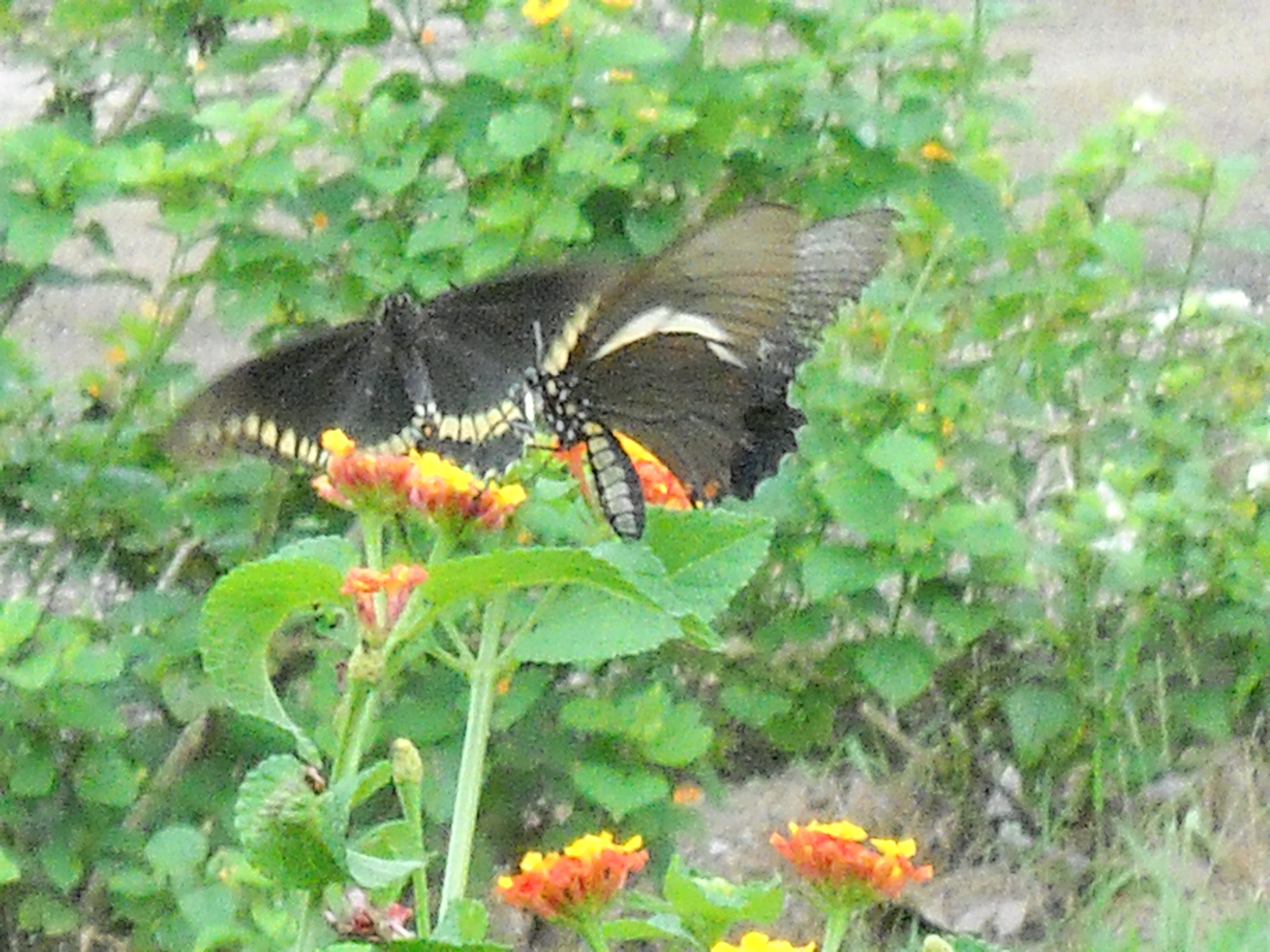 Butterflies at the Amazon Forest Hotel in Alta Floresta in far northern Mato Grosso