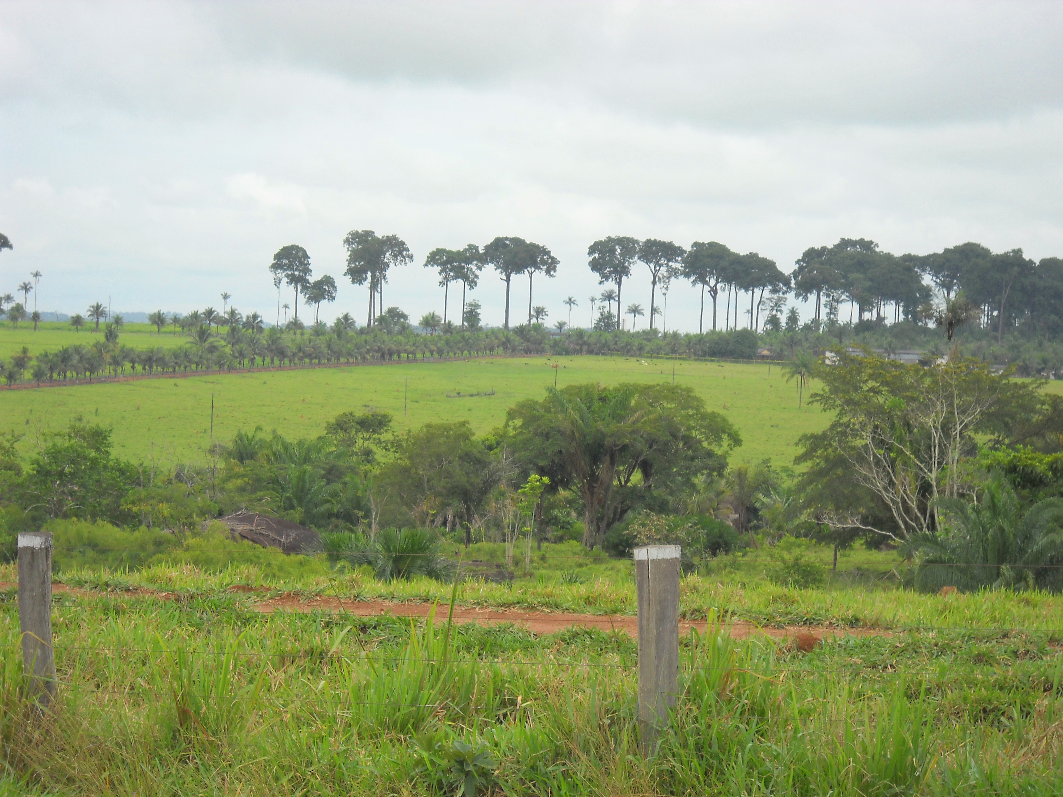 Cattle ranching near Colider in northern Mato Grosso