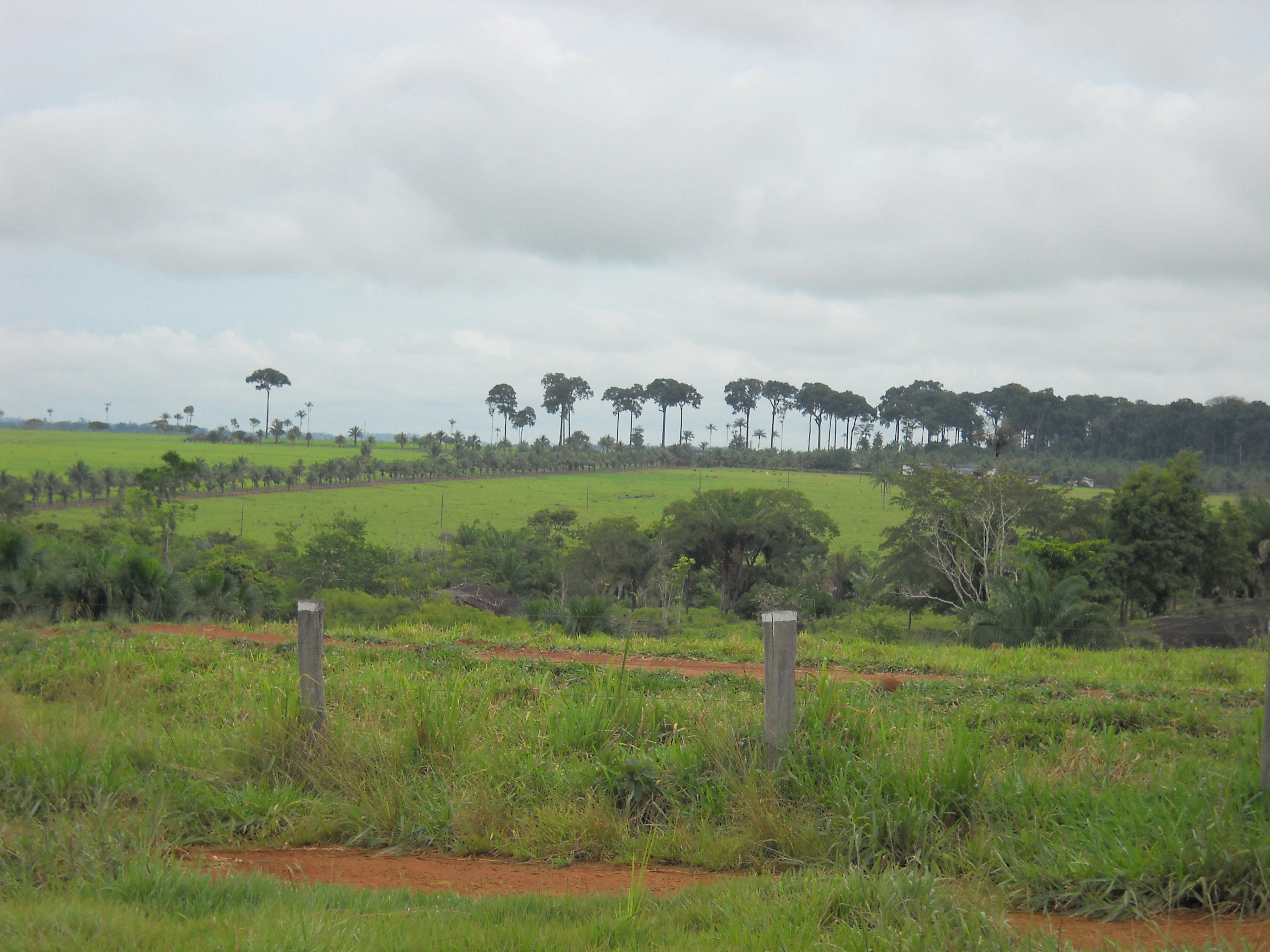 Cattle ranching near Colider in northern Mato Grosso