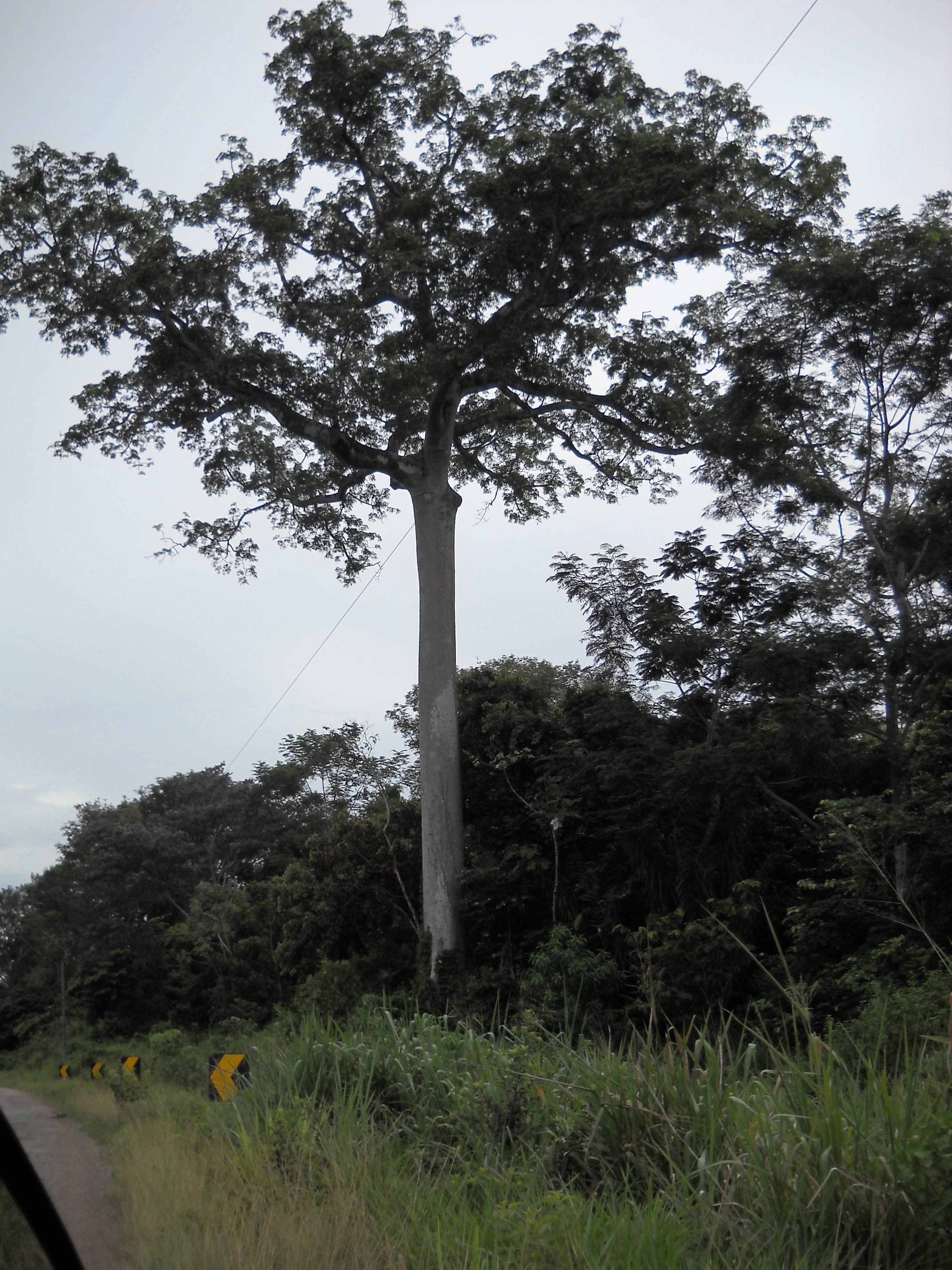 Rain forest giant near Colider in northern Mato Grosso