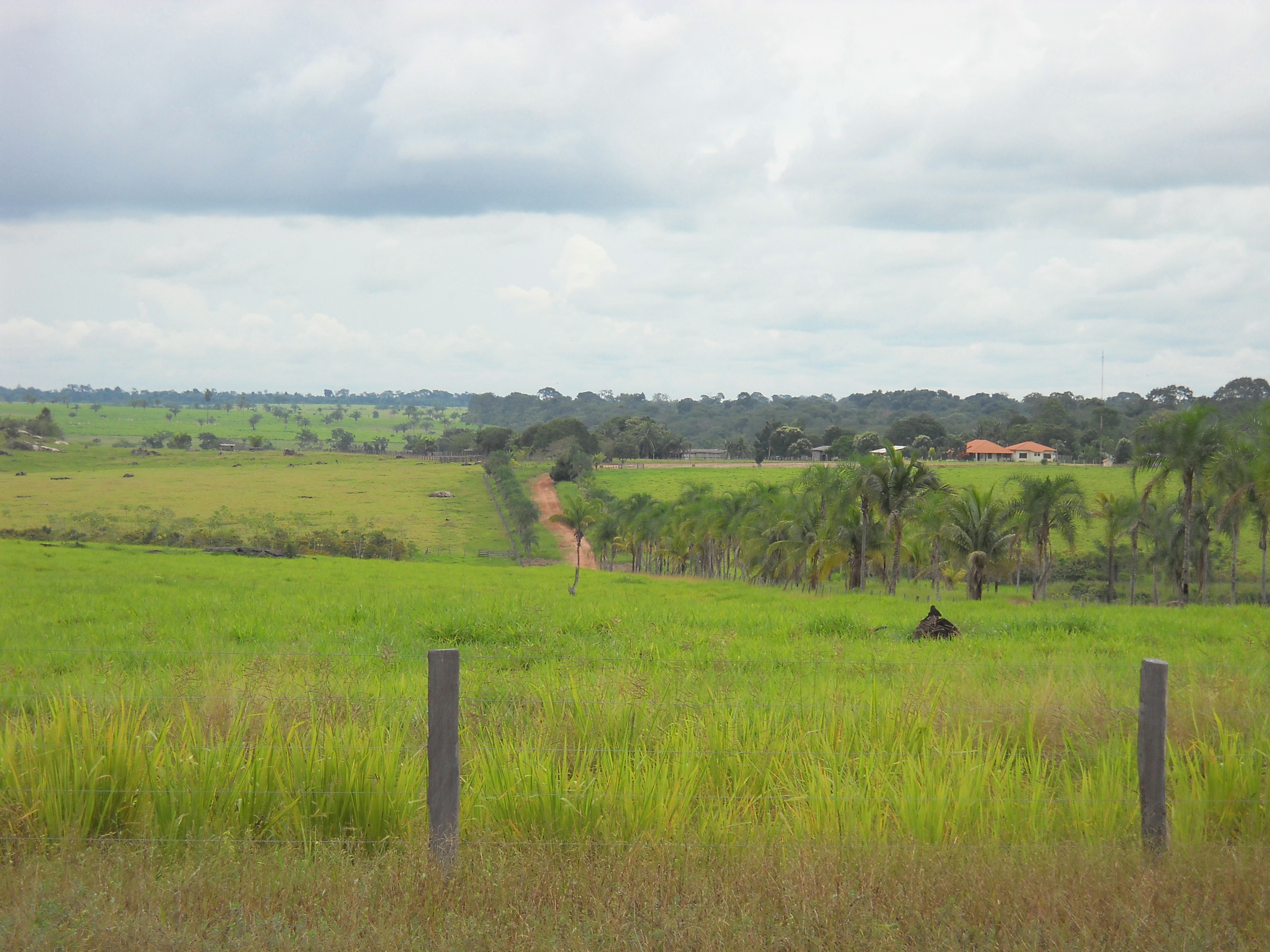 Cattle ranching and rain forest near Colider in northern Mato Grosso
