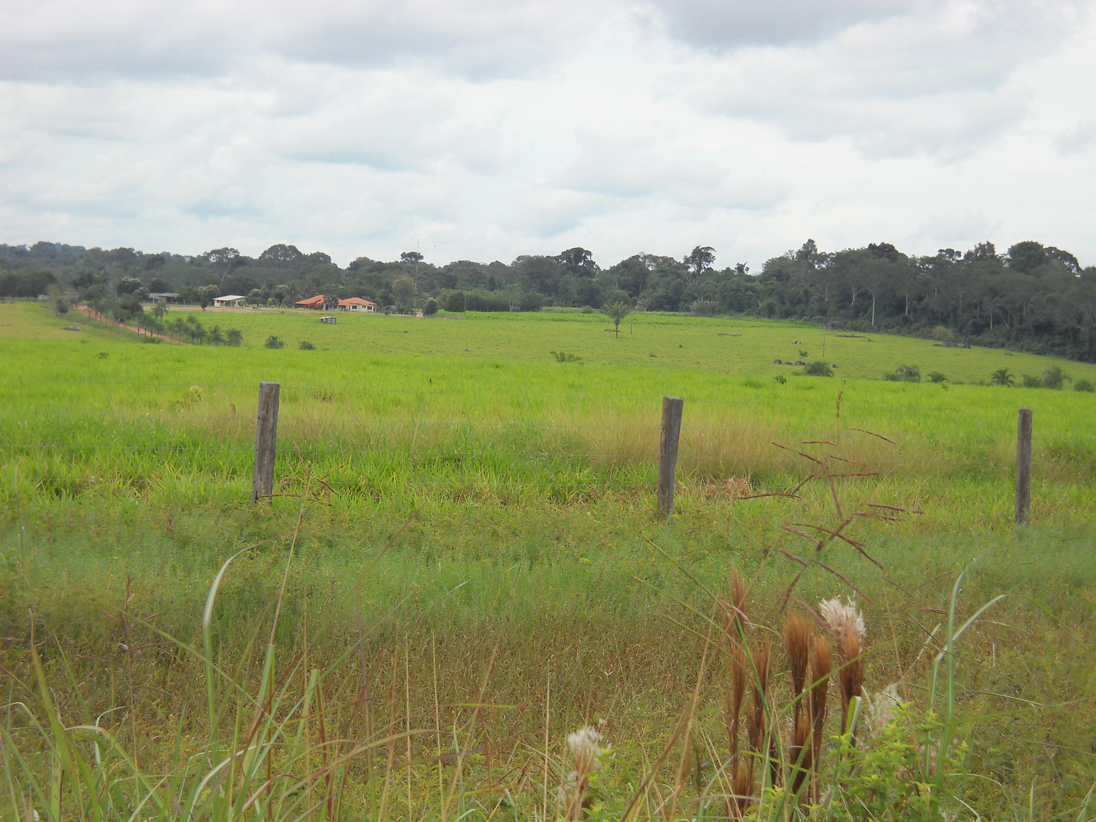 Pasture and rain forest near Colider in northern Mato Grosso