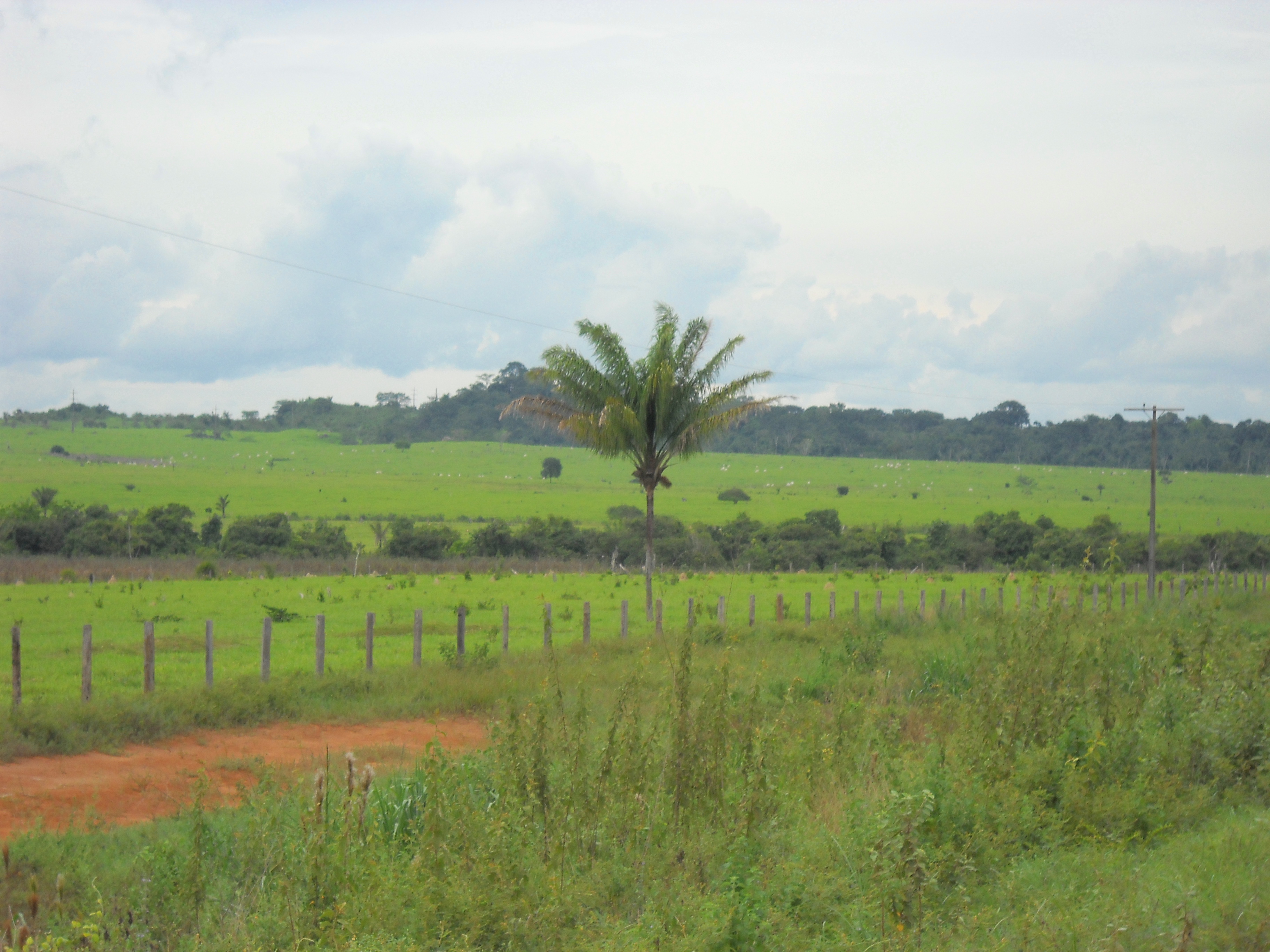Cattle ranching near Colider in northern Mato Grosso
