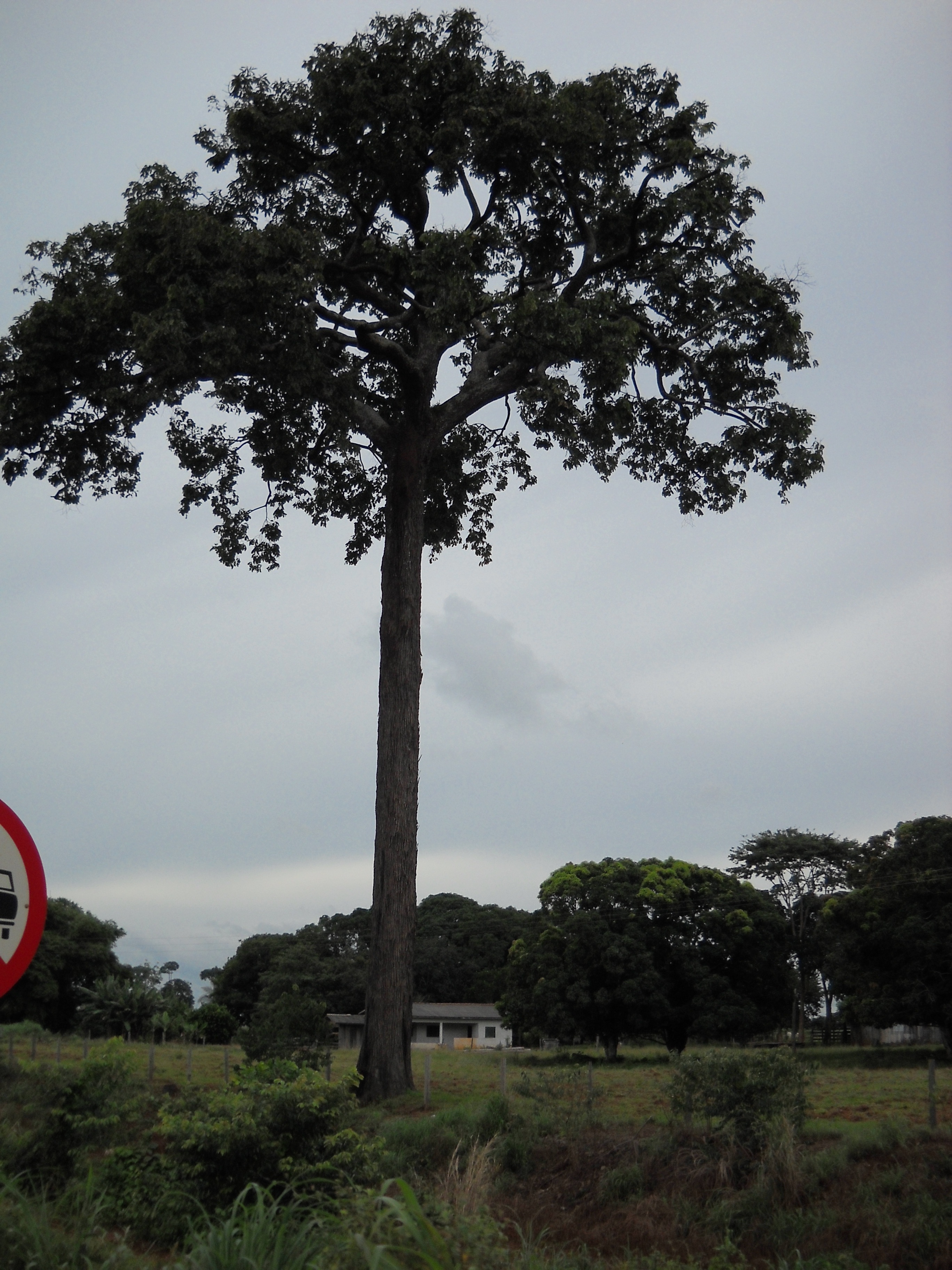 Rain forest giant in northern Mato Grosso