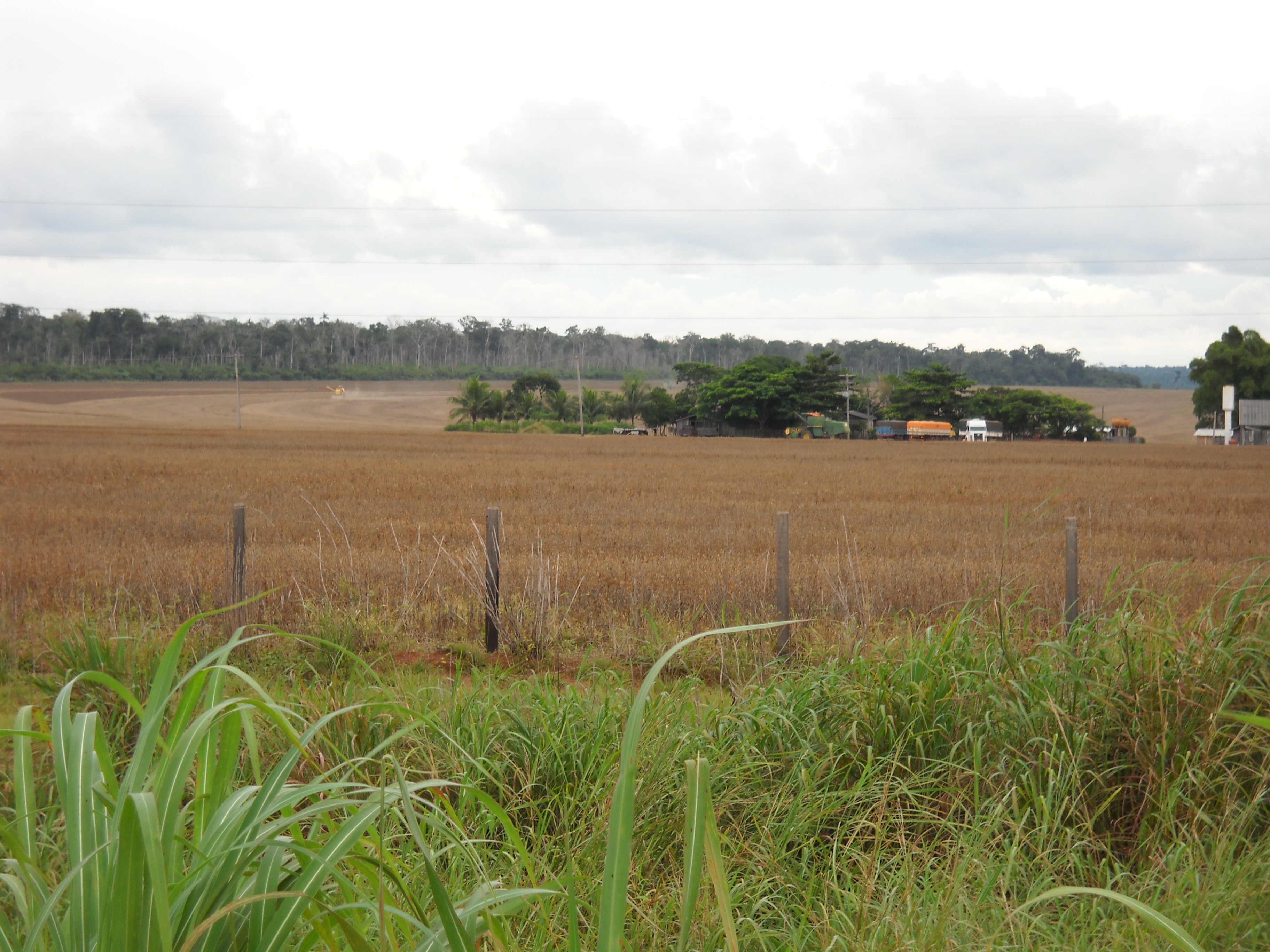 Soybean farming along side of rain forest near Sinop in north-central Mato Grosso