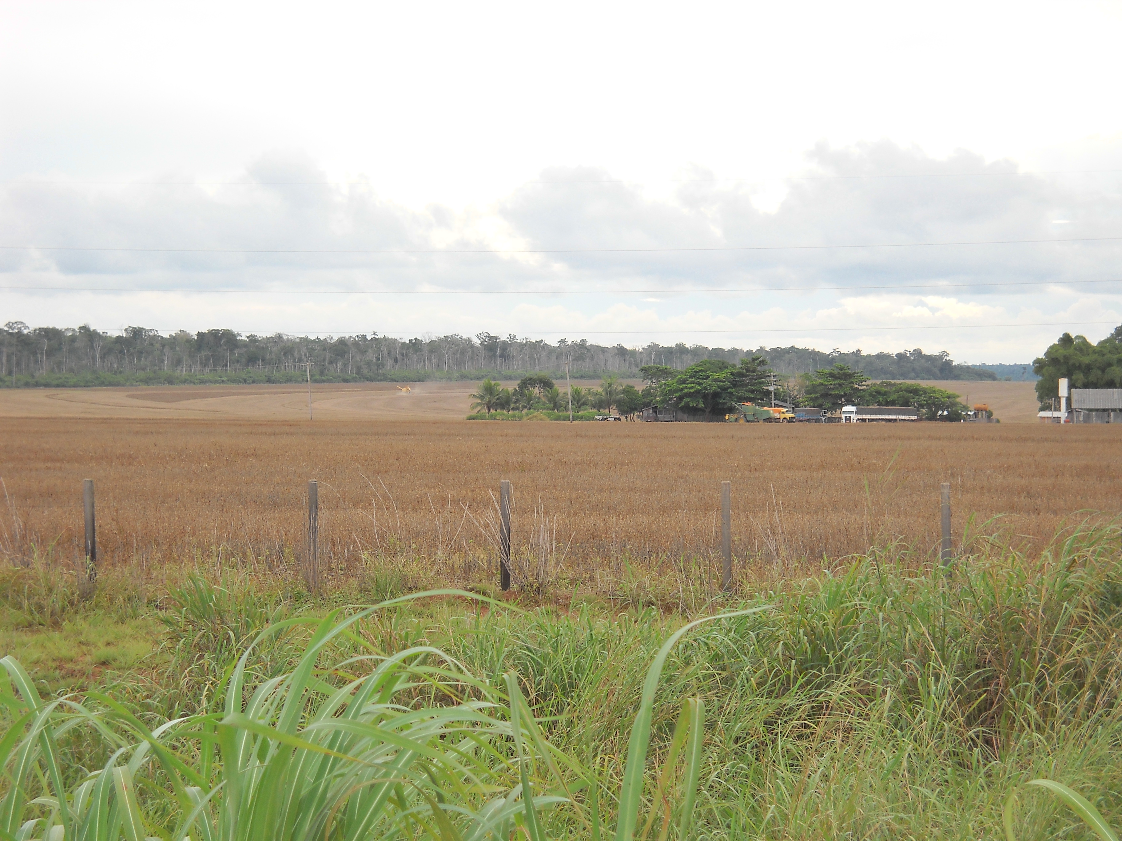 Harvesting soybeans along side of rain forest near Sinop in north-central Mato Grosso