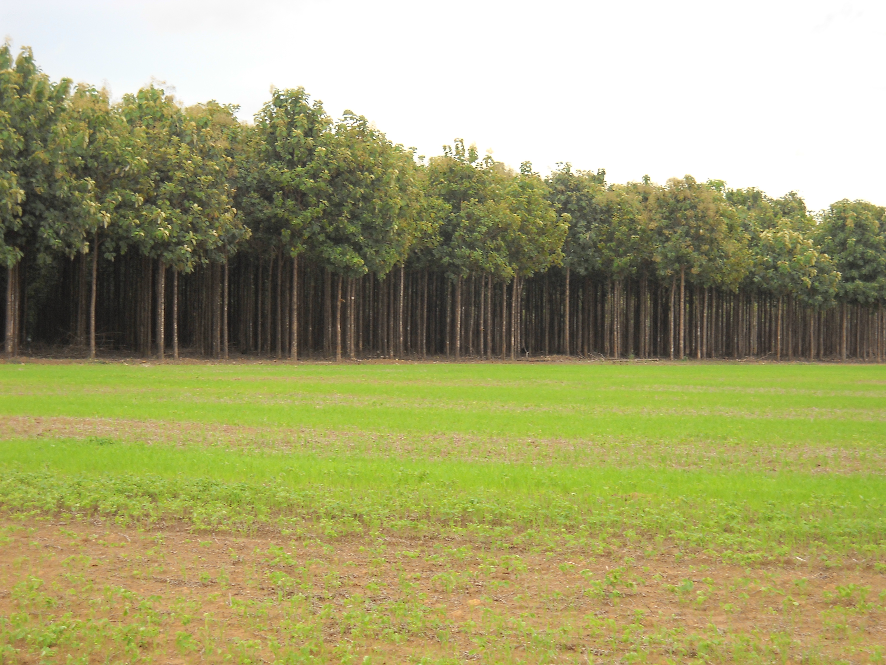 Teak plantation and rice production near Sinop in north-central Mato Grosso