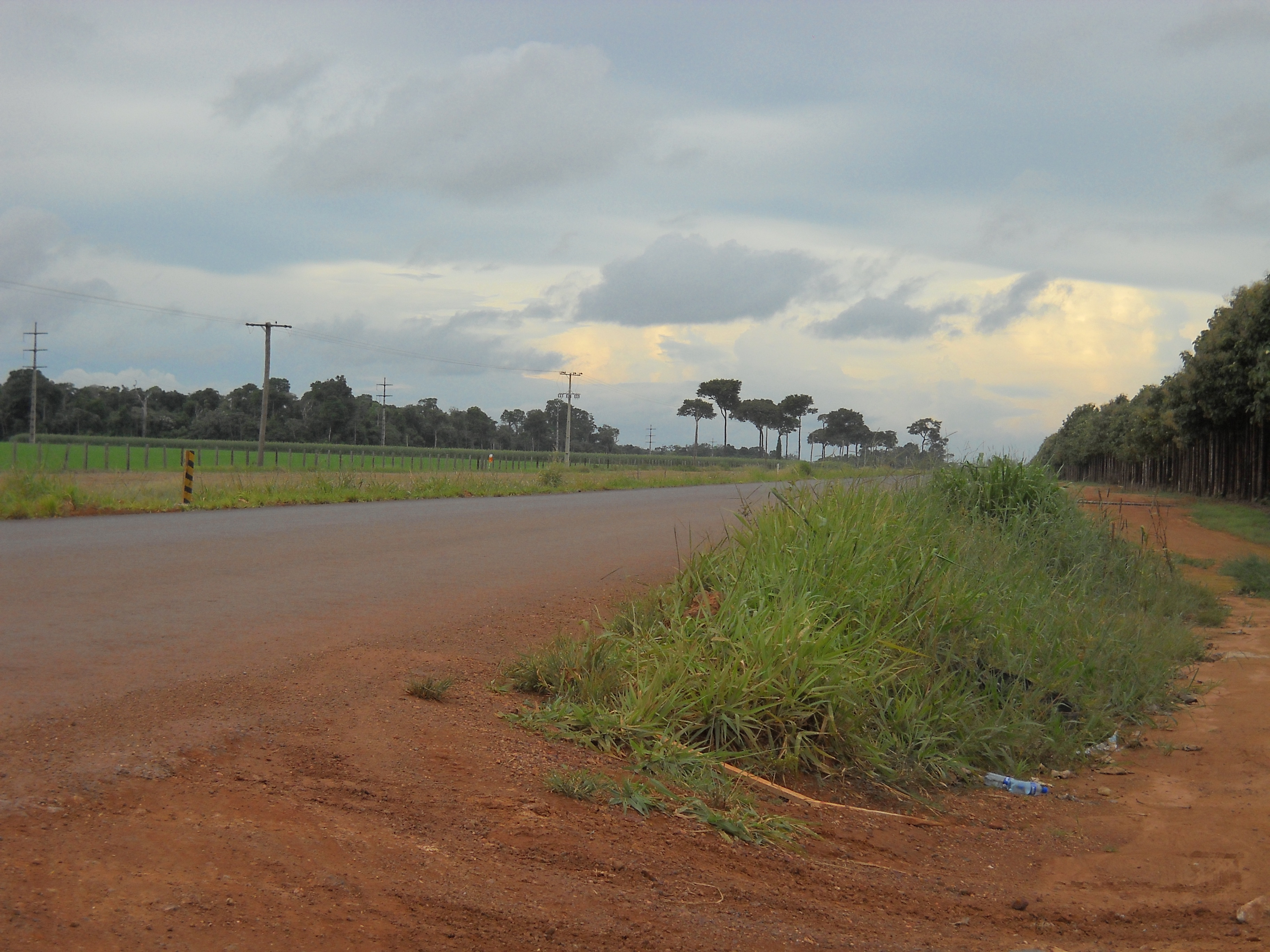 Corn and soybean production on left, teak plantation on right, near Sinop in north-central Mato Grosso