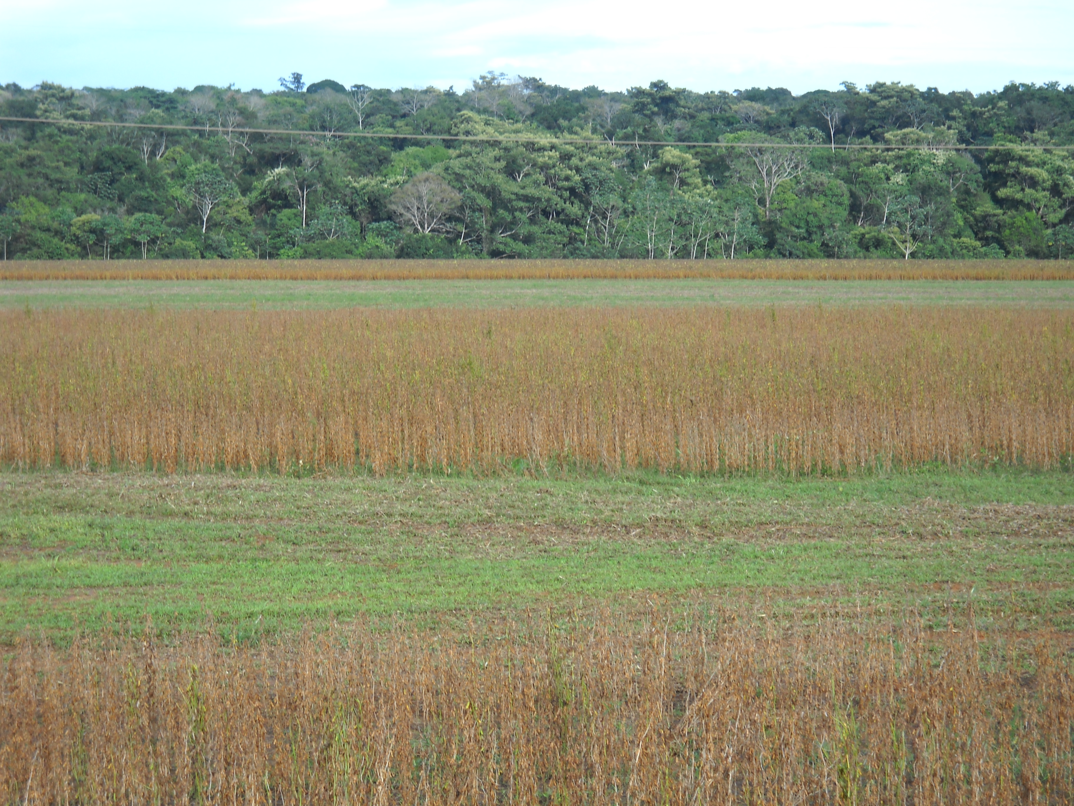 Soybeans and rain forest near Sinop in north-central Mato Grosso