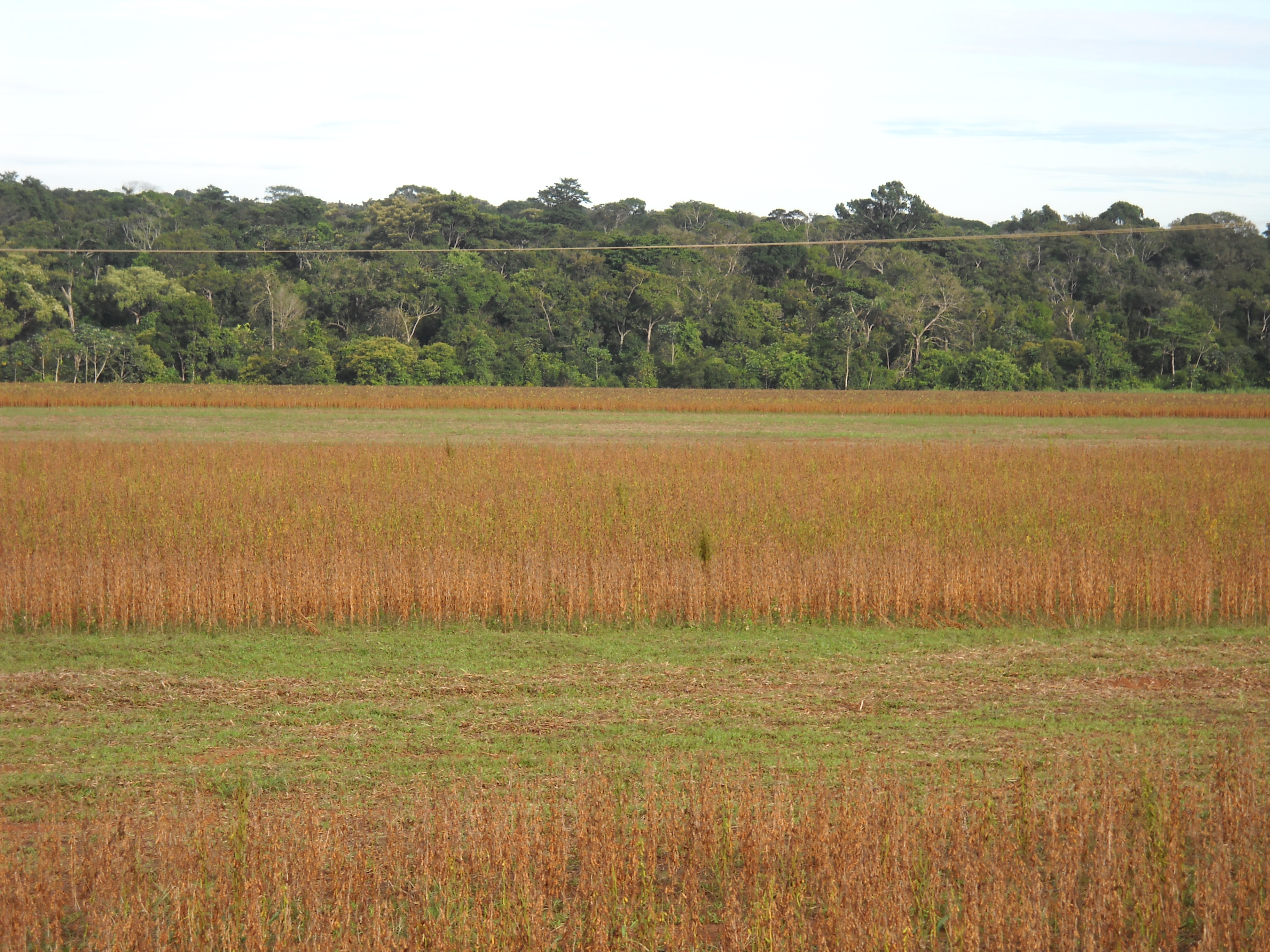 Soybeans and rain forest near Sinop in north-central Mato Grosso