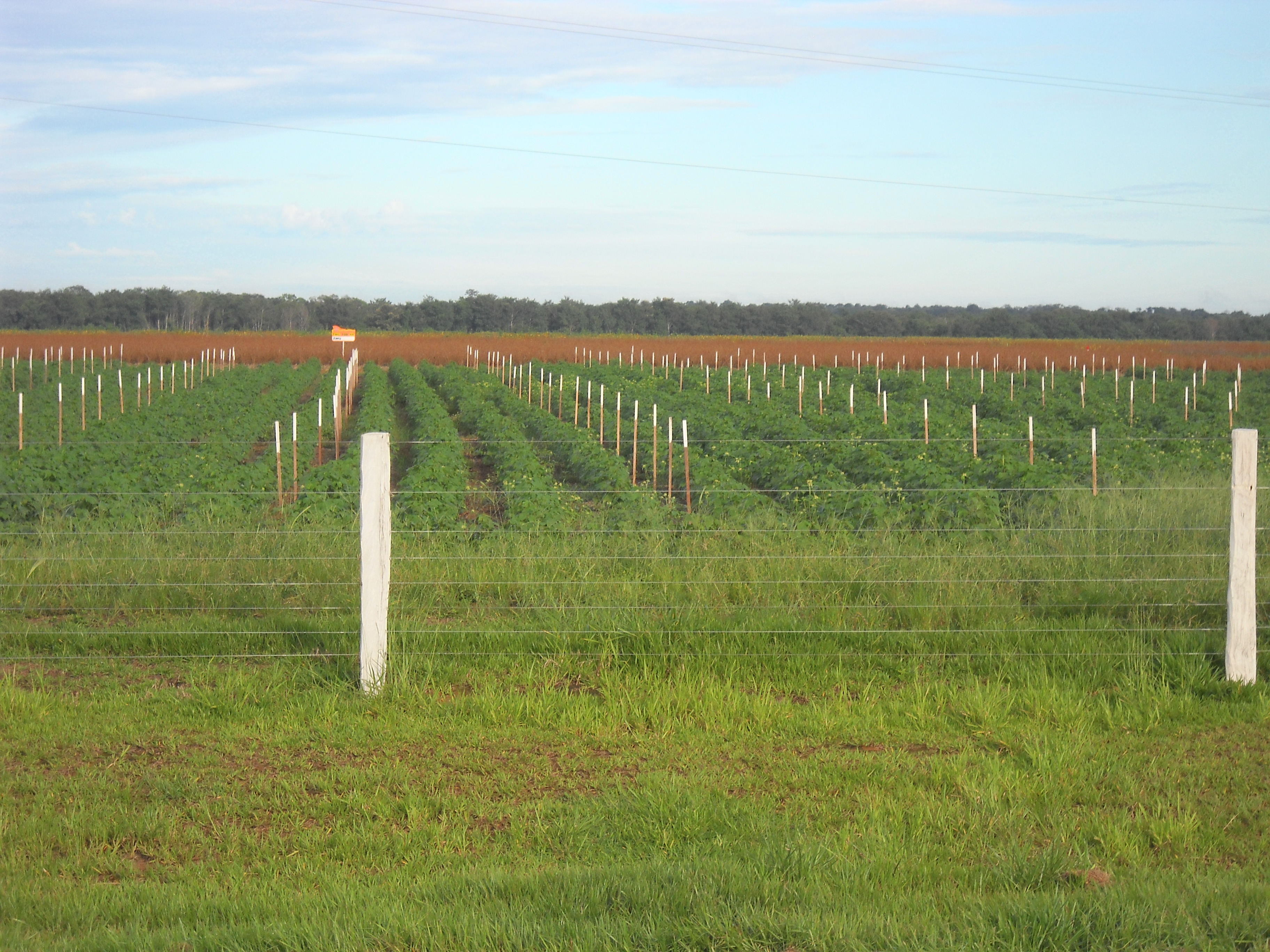 Soybean research station near Sorriso in central Mato Grosso