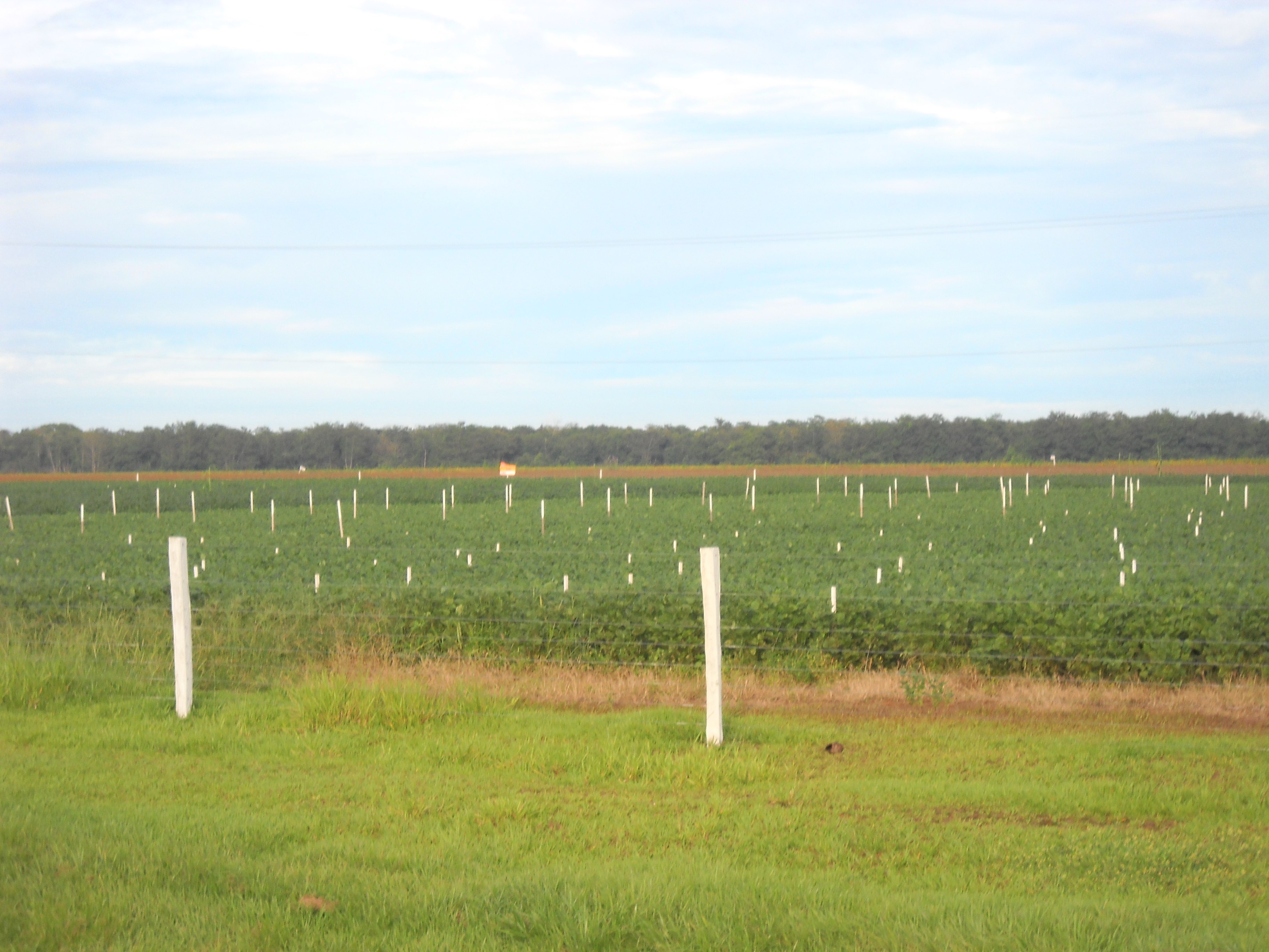 Soybean research station near Sorriso in central Mato Grosso