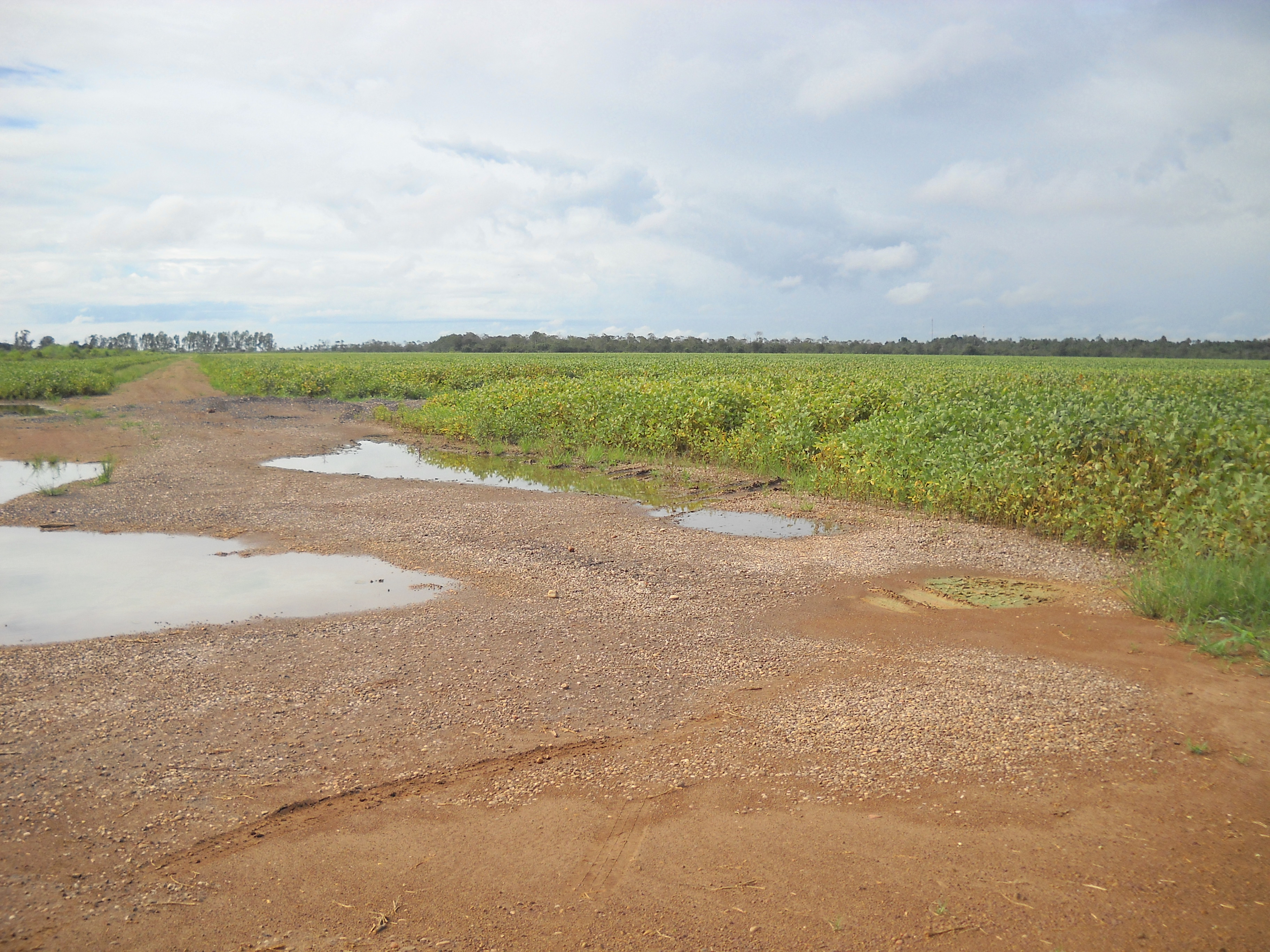 Late maturing soybeans near Sorriso in central Mato Grosso