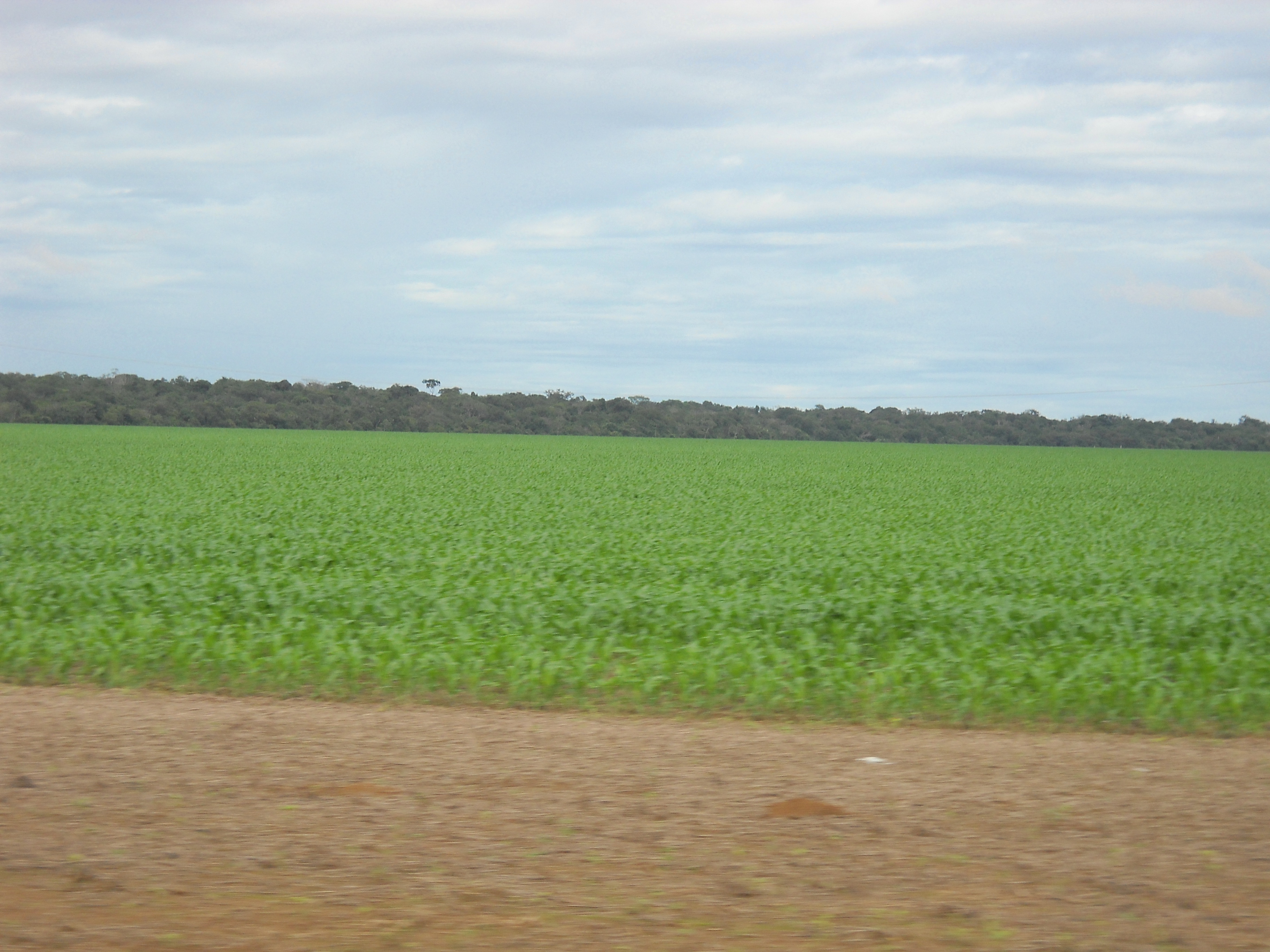 Safrinha corn production in Lucas do Rio Verde in central Mato Grosso