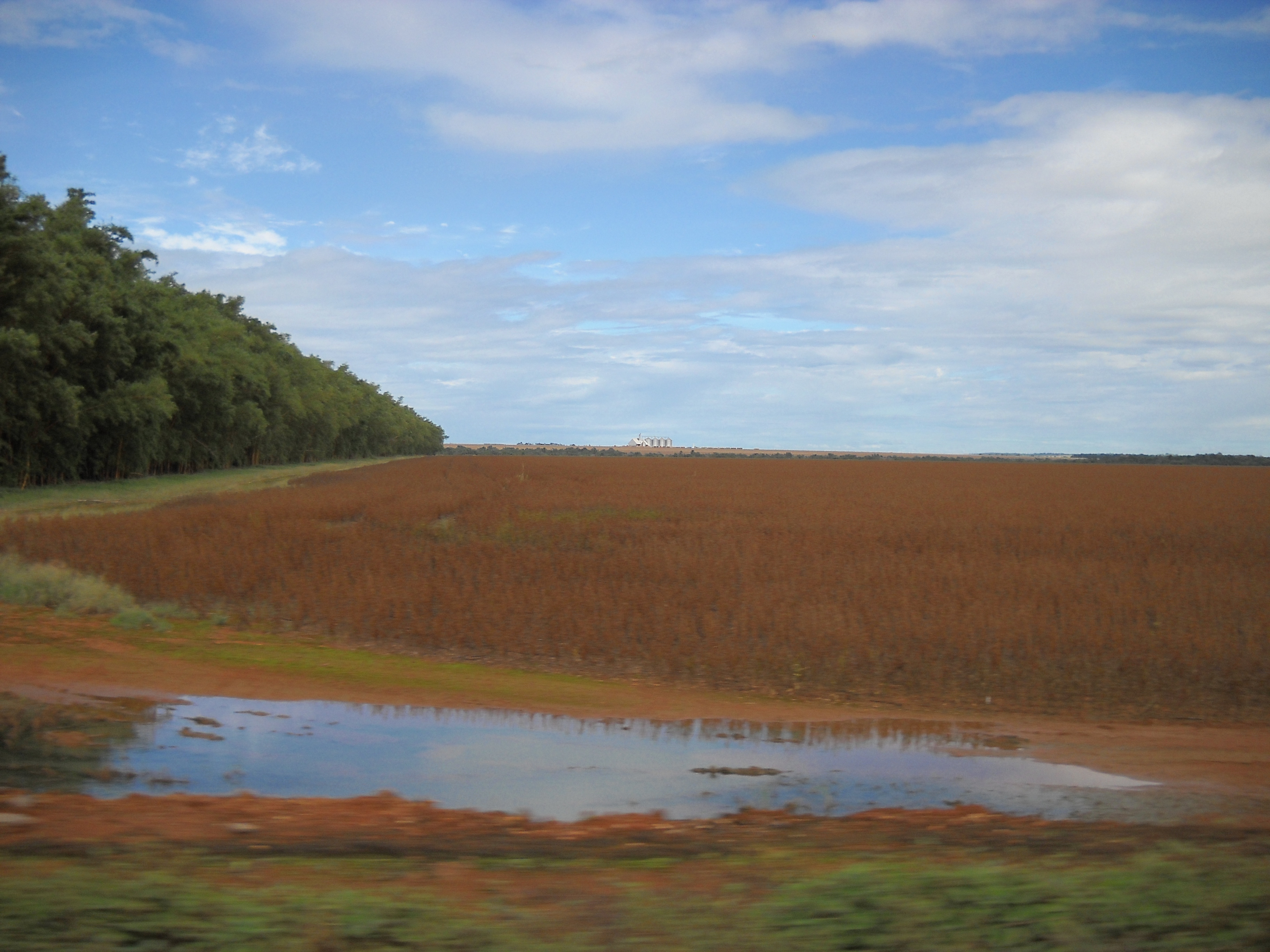 Bamboo on left and early maturing soybeans on right near Nova Mutum in central Mato Grosso