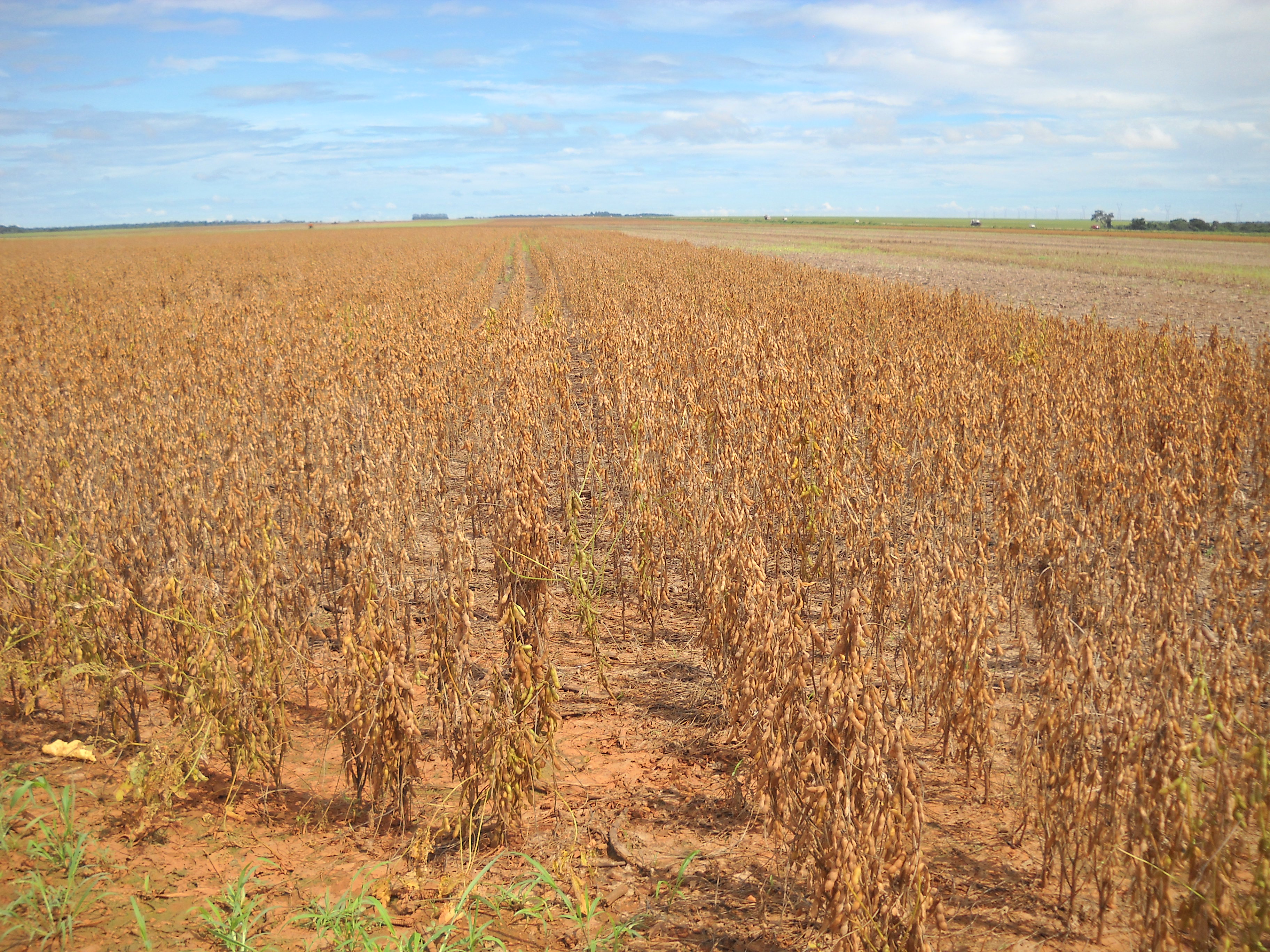 Medium maturity soybeans near Nova Mutum in central Mato Grosso
