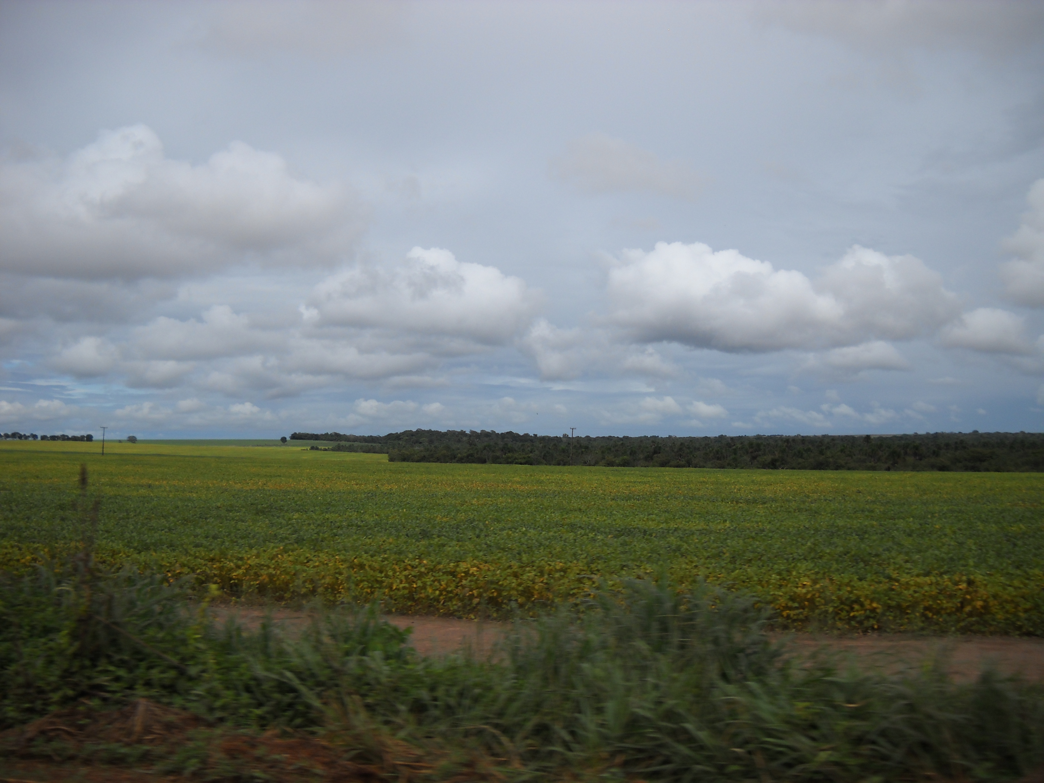 Late maturing soybeans near Nova Mutum in central Mato Grosso