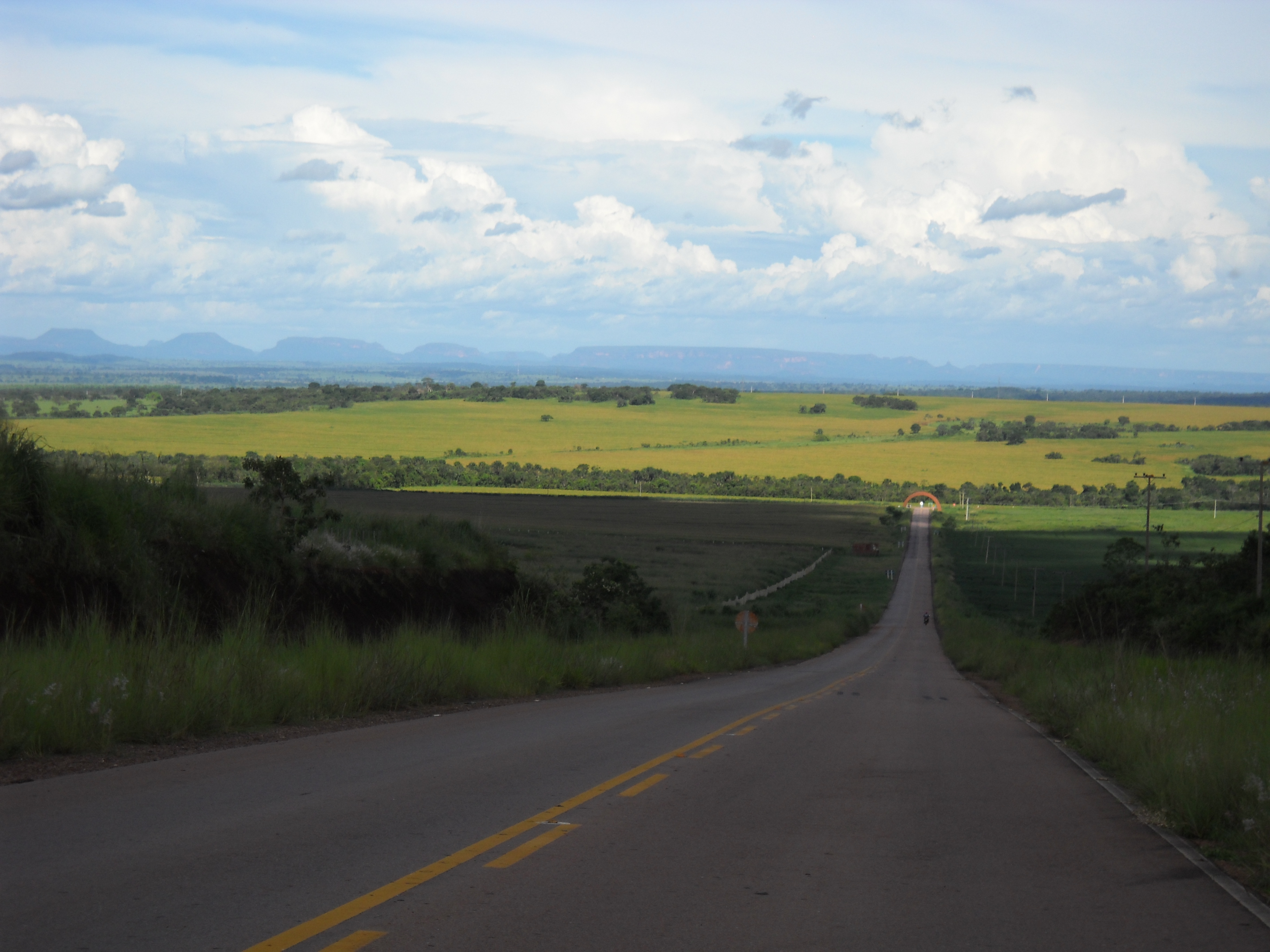 Maturing soybeans near Rondonopolis in southeastern Mato Grosso