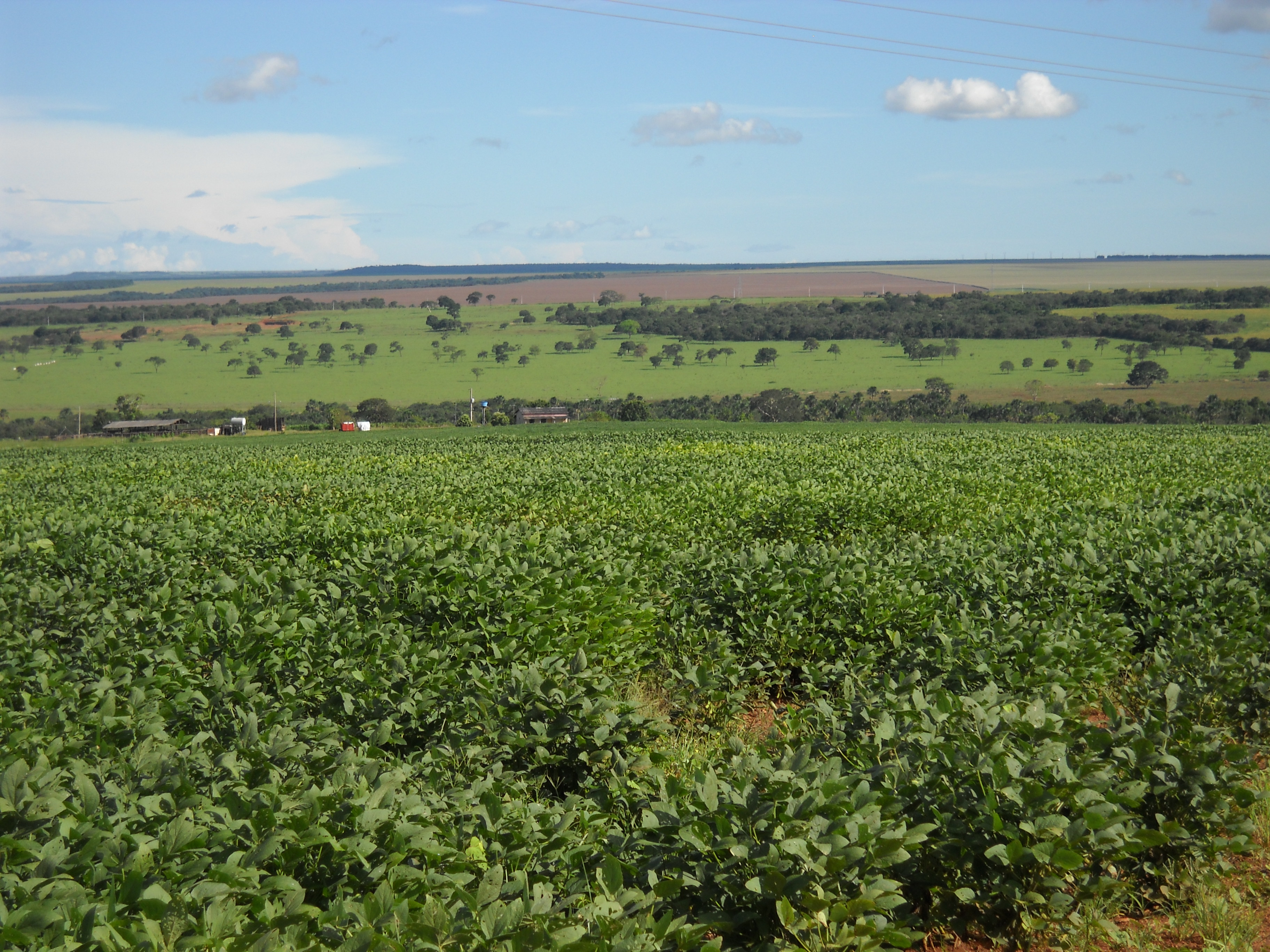 Late maturing soybeans near Rondonopolis in southeastern Mato Grosso