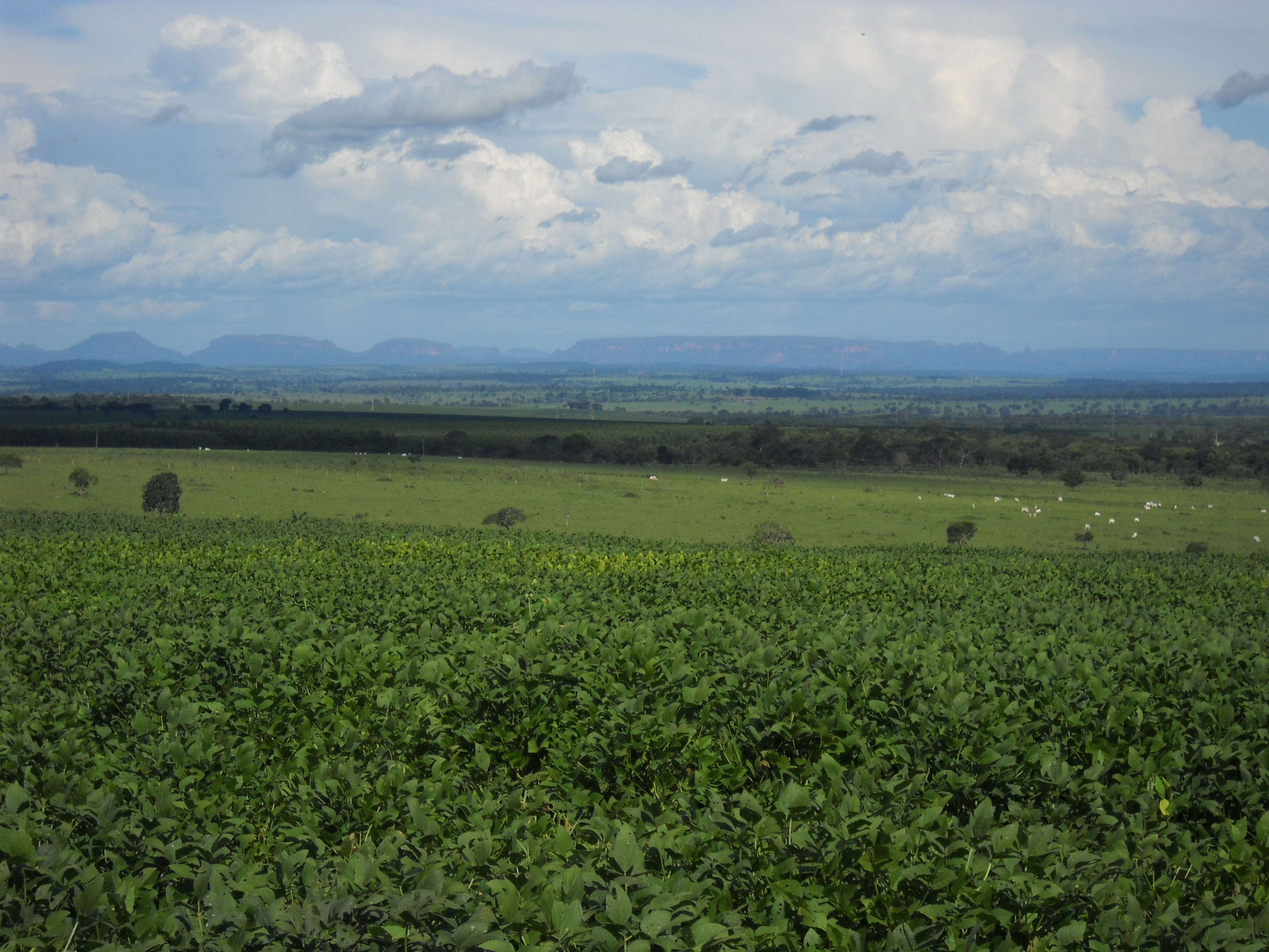 Soybeans and cattle ranching near Rondonopolis in southeastern Mato Grosso