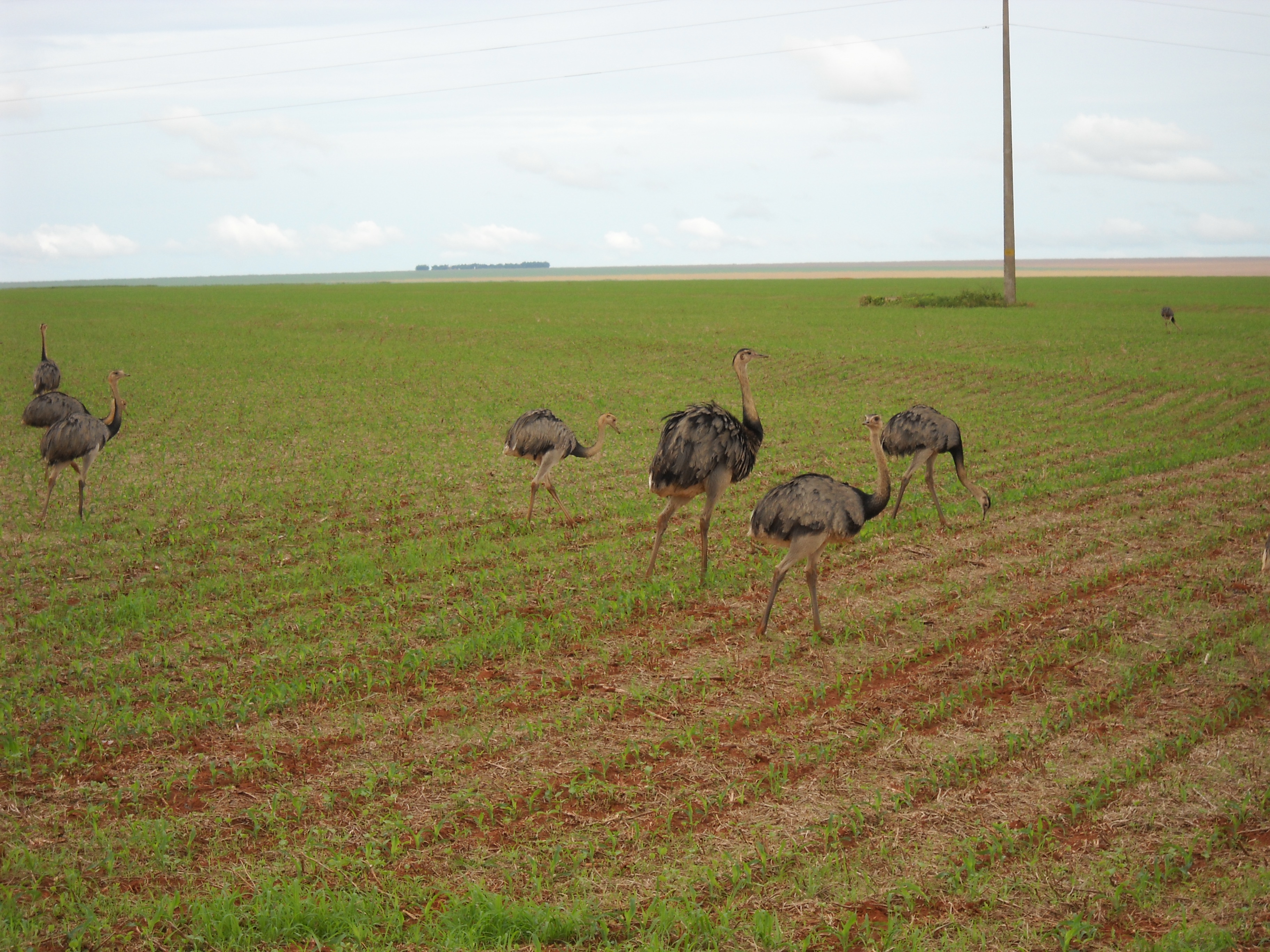 Emus in safrinha corn near Itiquira in far southern Mato Grosso